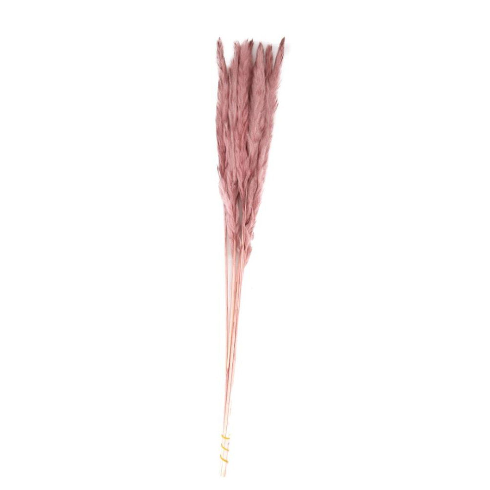 Trockenblume Pampasgras rosa - Pampas grass - Cortaderia - 65-75 cm - 10 Stück, DIJK