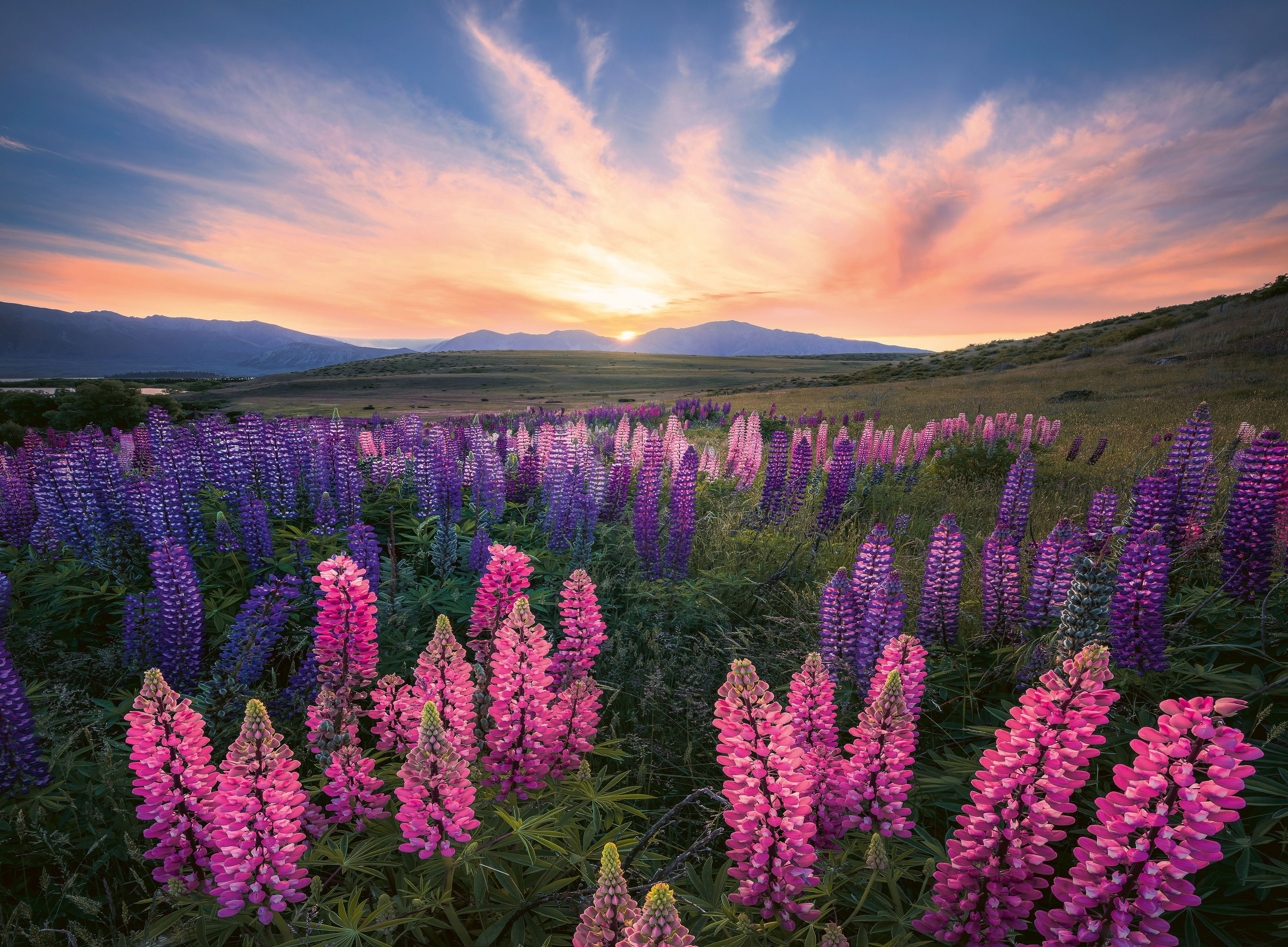 Ravensburger Puzzle power of nature, Lupinen, günstig online kaufen