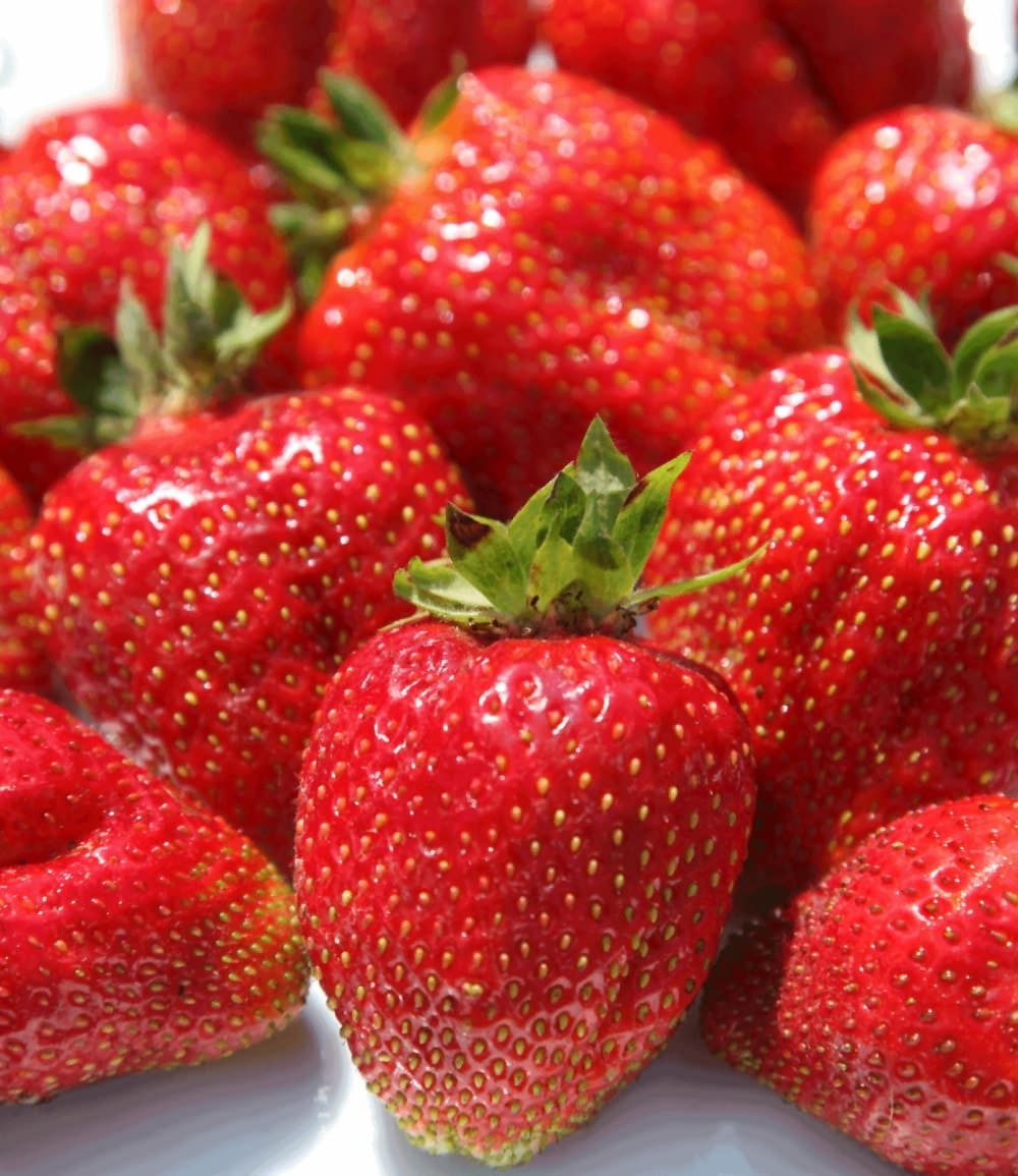 BALDUR Garten Obstpflanze Erdbeere 'Sweet Mary XXL®', 3 St., Fragaria, ertragreich, robust – Bild 3 von 4