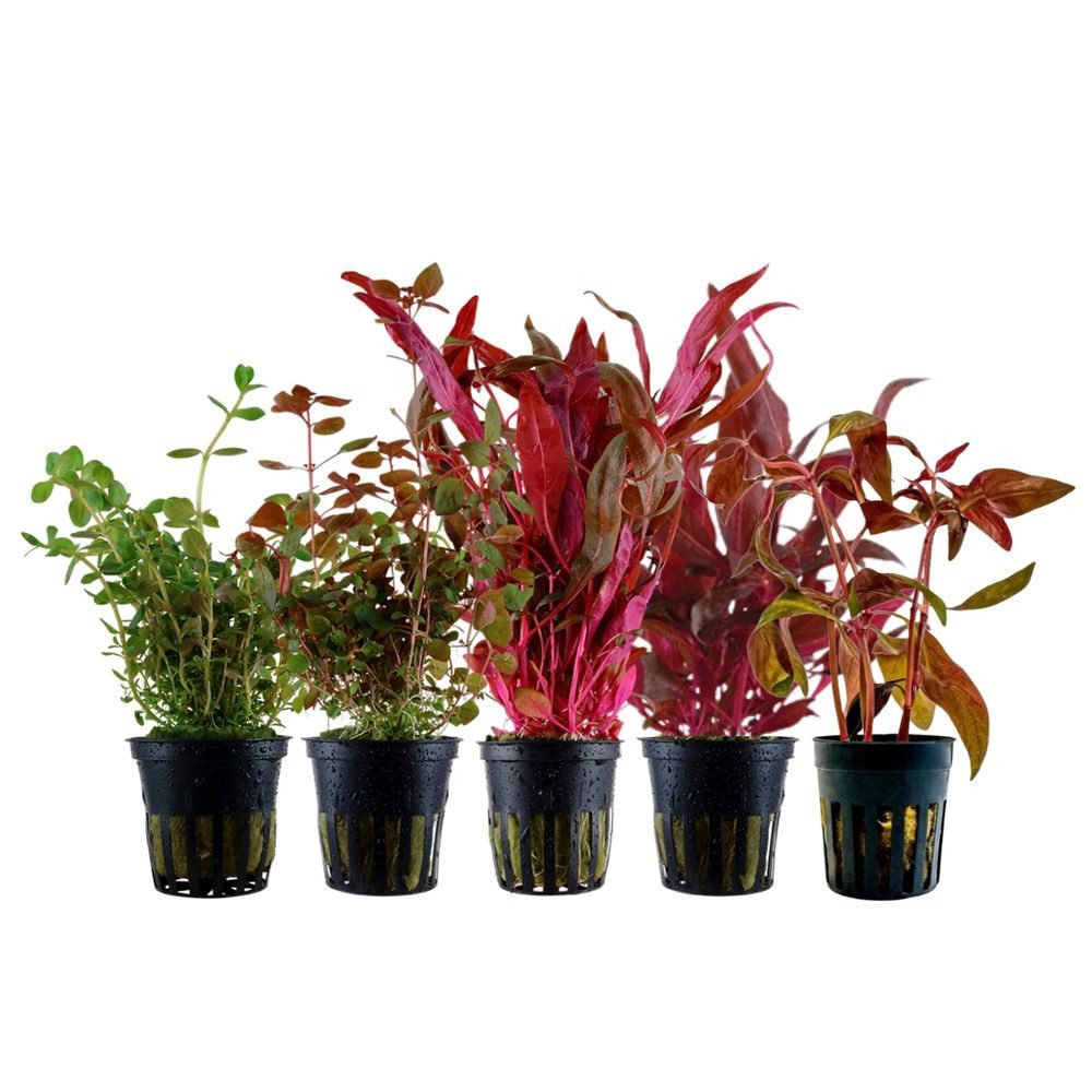 Aquaone Wasserpflanze 'Buntes' Set mit 5 Pflanzen Aquariumpflanzen Nr.224 günstig online kaufen