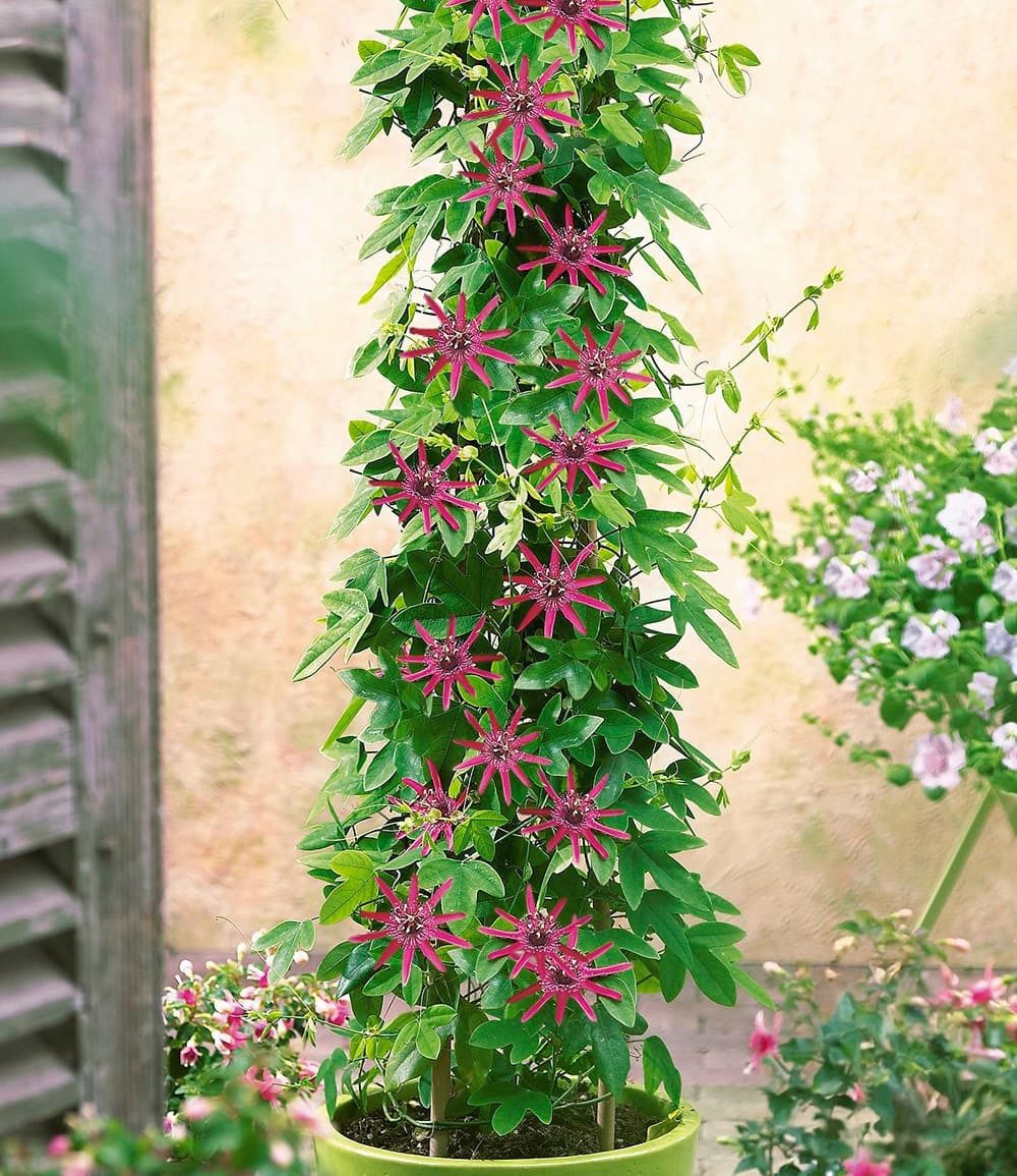 BALDUR Garten Zierstrauch Winterharte Passionsblume 'Ladybirds Dream', 1 St., Passiflora, winterhart, mehrjährig, pflegeleicht