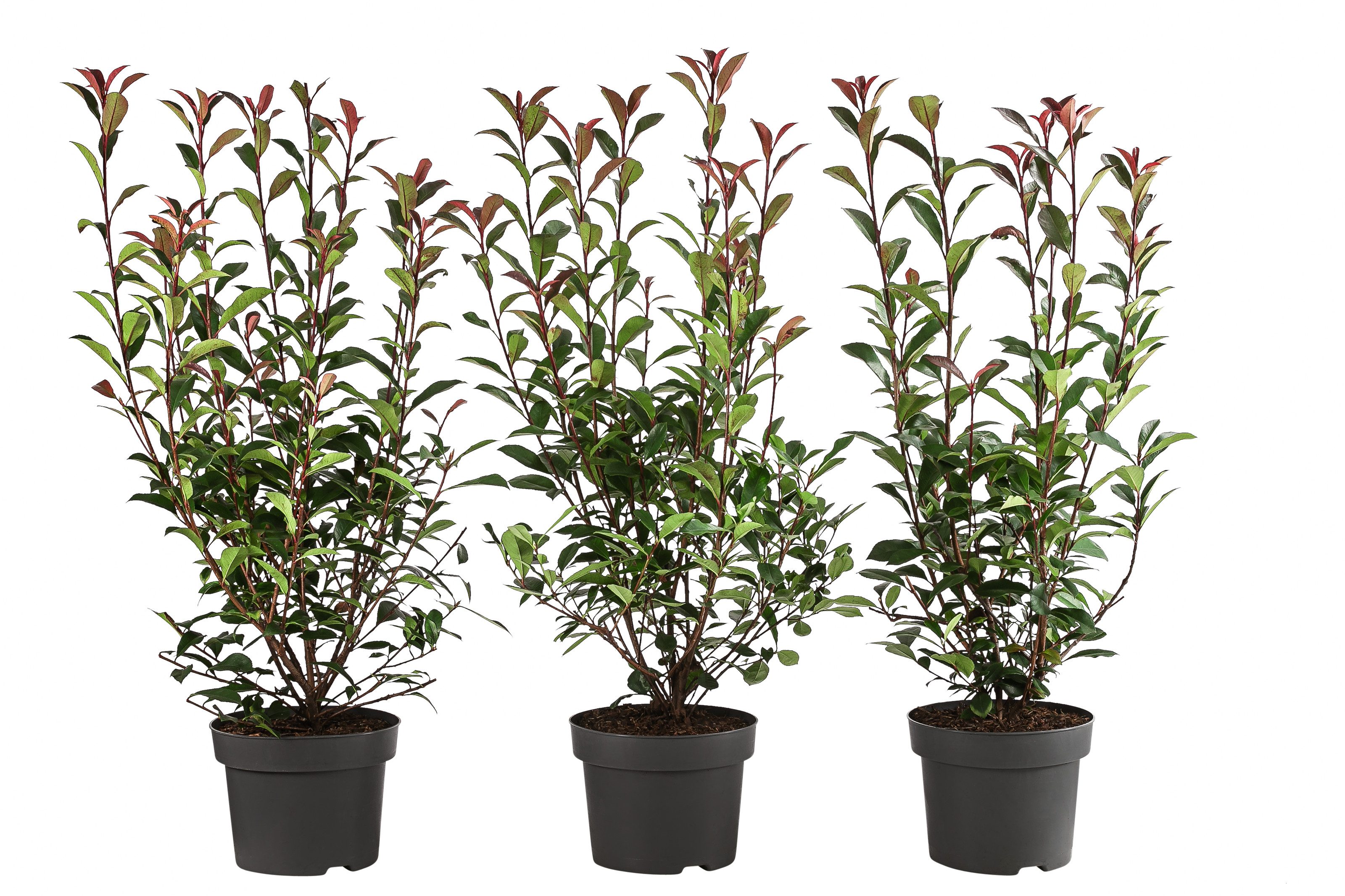 Dehner Hecken Purpur-Glanzmispel Carre Rouge, 3 Растения, ca. 1 m, 40 - 60 cm, bienenfreundlich, glänzendes Blattwerk