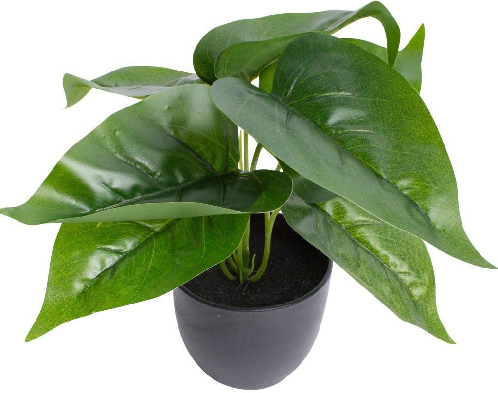 Künstliche Zimmerpflanze Philodendron Philodendron, Botanic-Haus, Höhe 24 cm | Kunstpflanzen