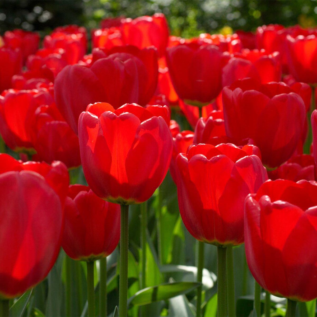 Bloomique Blumenzwiebeln Bloomique - Mischung aus 20 - Tulipa - Tulpenzwiebeln - Rot - Blumenzw, (20-St) – Bild 5 von 5
