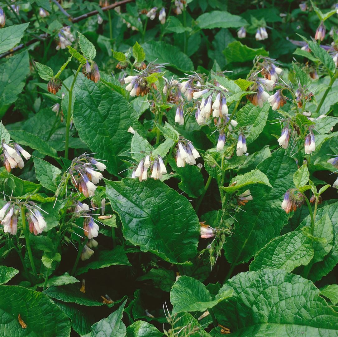 Pflanzen für Dich Staude Symphytum grandiflorum 'Hidcote Blue', 1 St., Großblütiger Beinwell