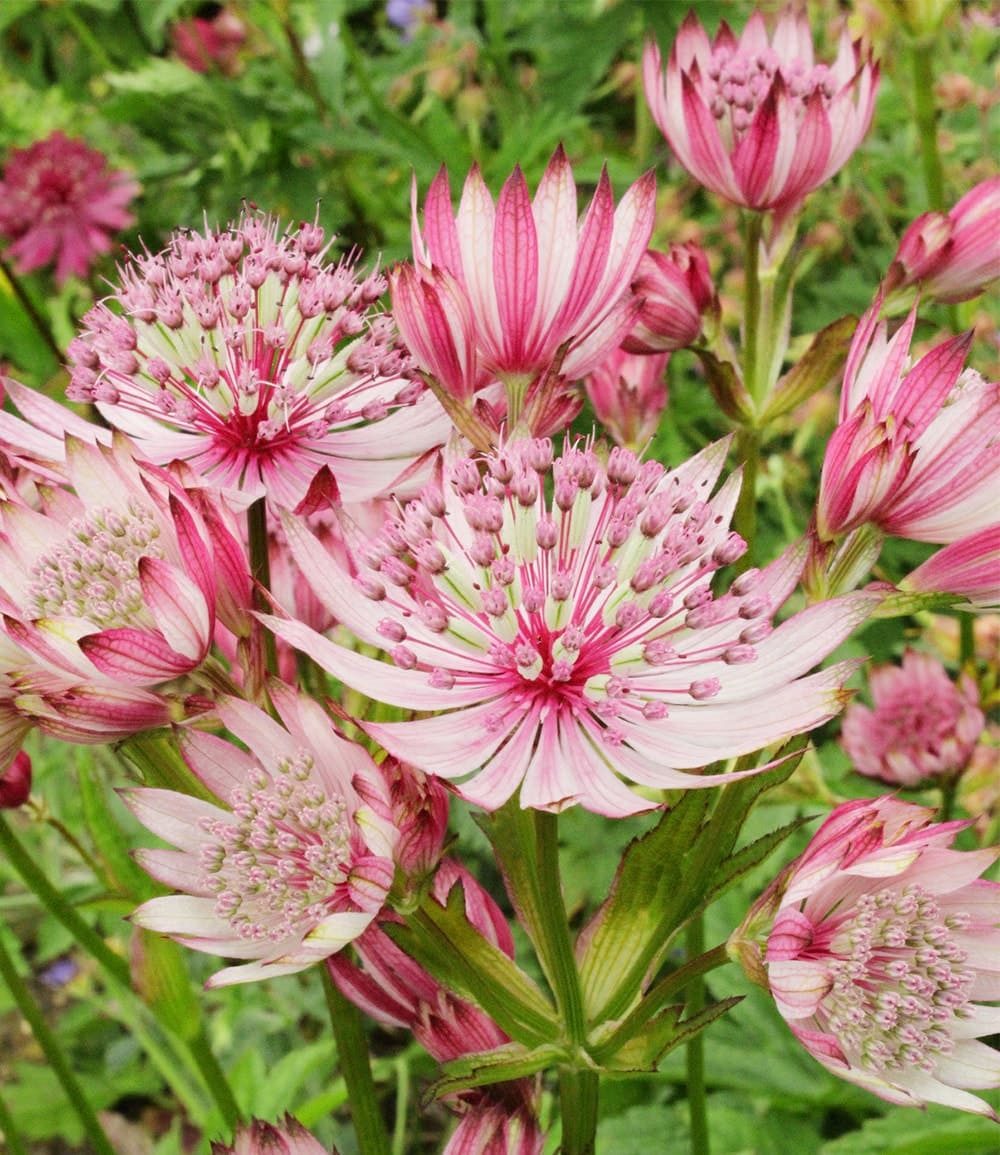 BALDUR Garten Staude Astrantia 'Sparkling Stars Pink', 1 St., Sternendolde, winterhart, lange Blütezeit, bienenfreundlich