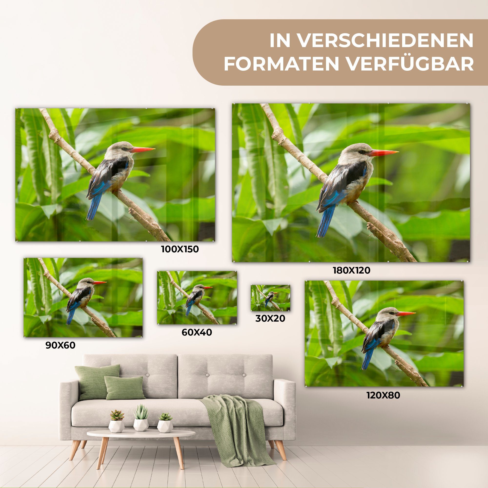 Schlafzimmer Natur, in St), und & Acrylglasbild Graukopf-Raubvogel MuchoWow Wohnzimmer dichter Acrylglasbilder (1 schöner