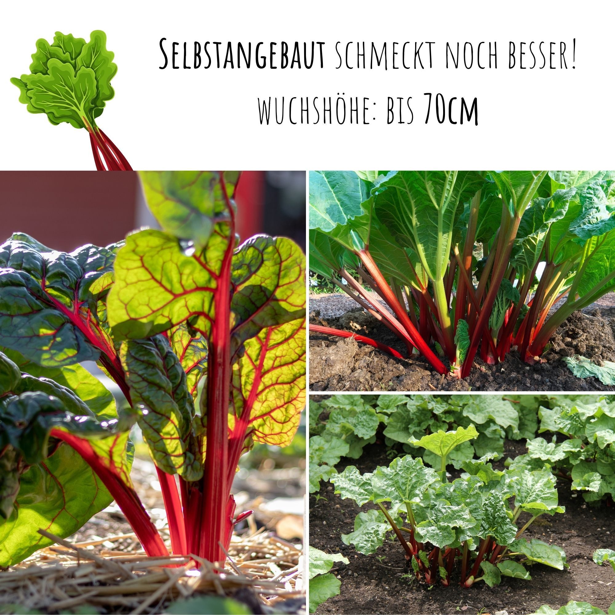 HappySeed Blumensamen Roter Rhabarber Samen - Rheum rhabarbarum, Blumen – Bild 5 von 5
