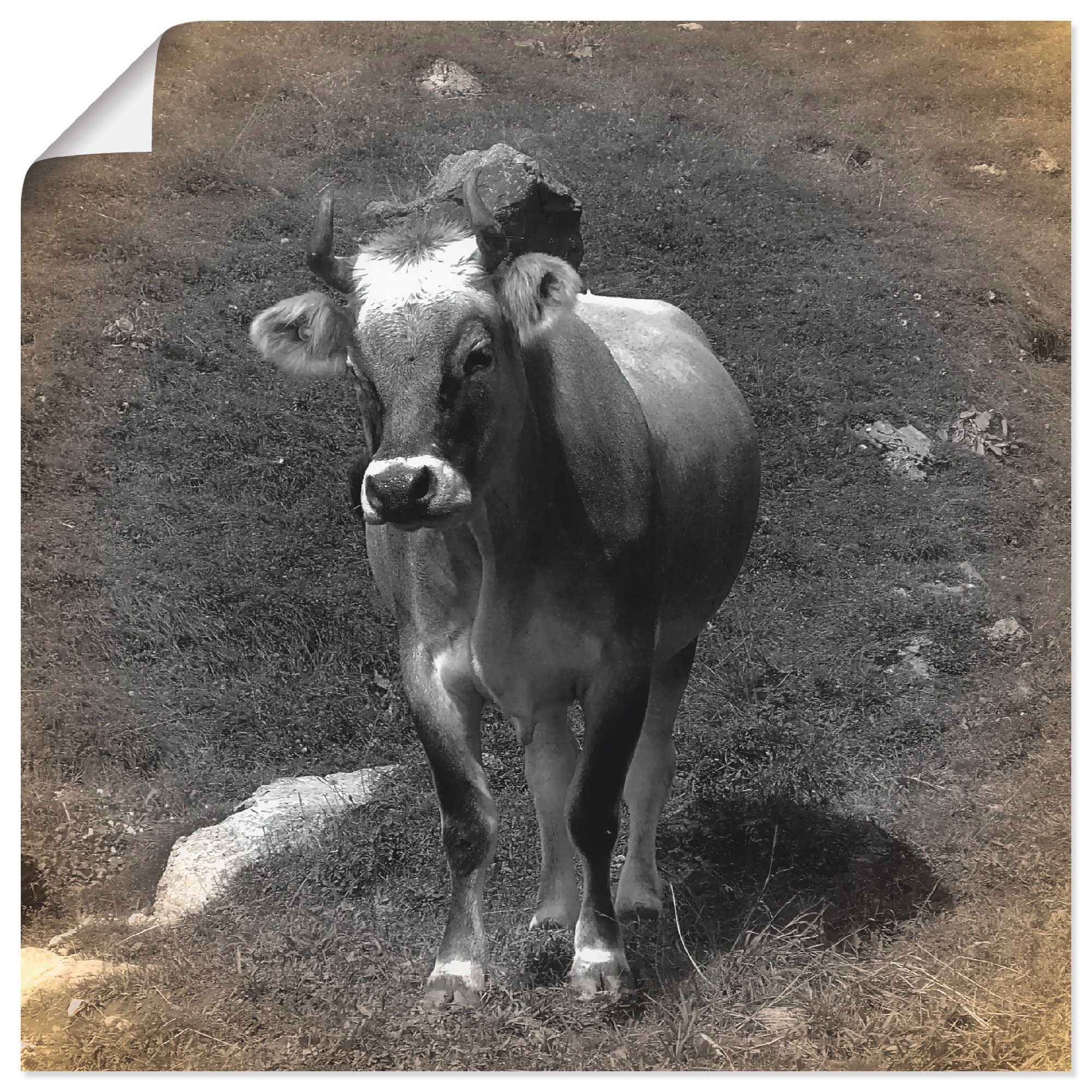 Artland Wandbild Kuh Kontakt, Haustiere (1 St), als Alubild, Leinwandbild, Wandaufkleber oder Poster in versch. Größen