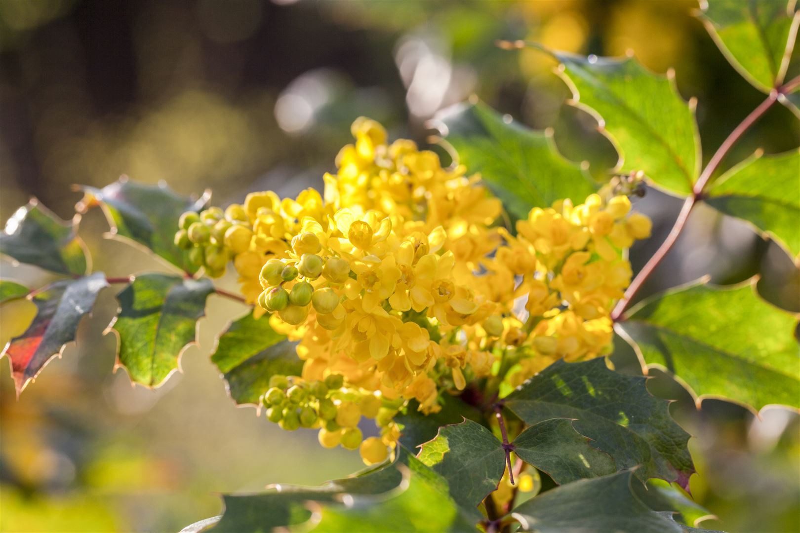 Pflanzen für Dich Gehölze Mahonia aquifolium, 1 St., Mahonie, Gewöhnliche Mahonie, Stechdornblättrige Mahonie