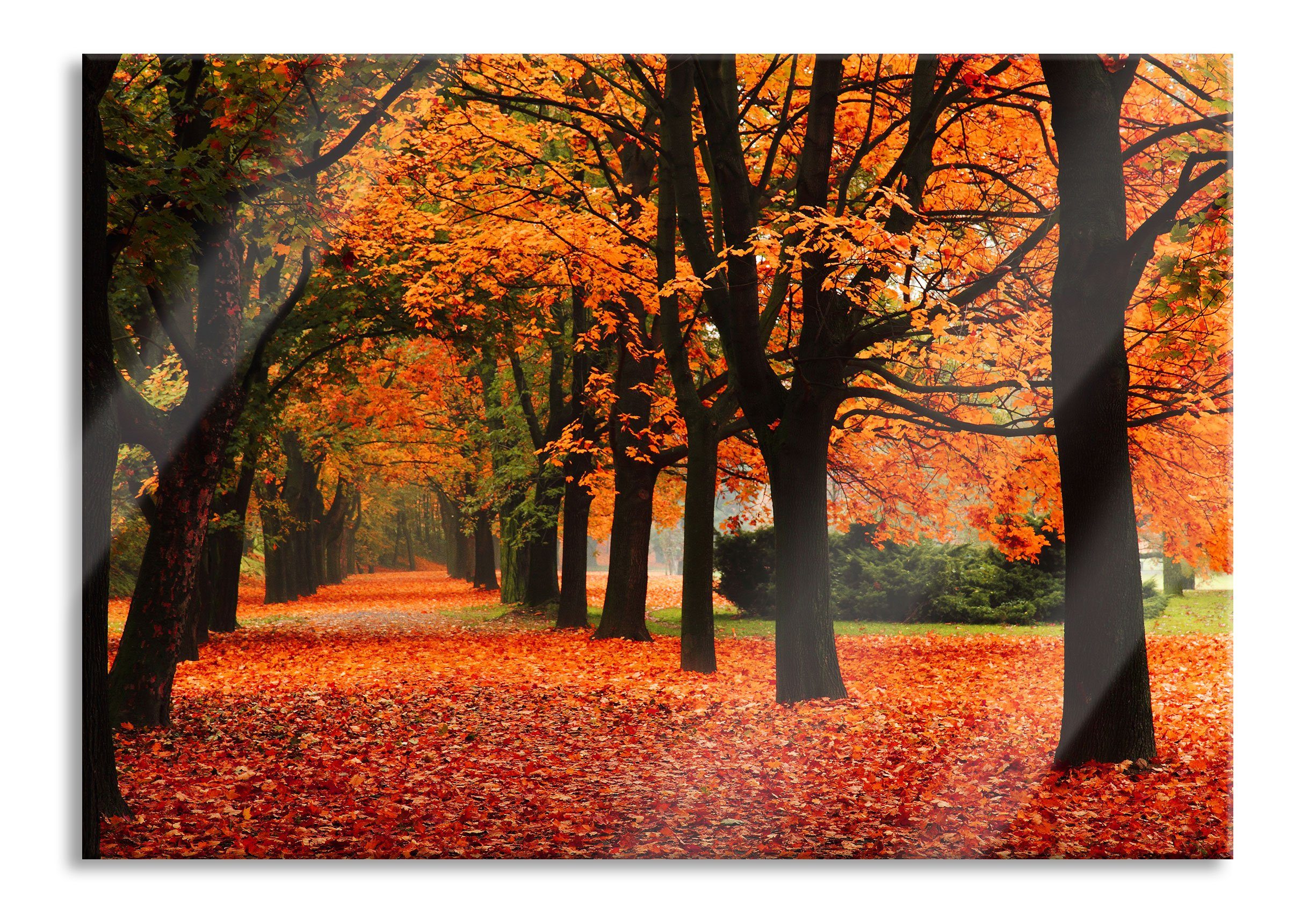 aus im Aufhängungen Pixxprint Baumallee Glasbild Herbst, Baumallee und Echtglas, Abstandshalter (1 im St), inkl. Glasbild Herbst