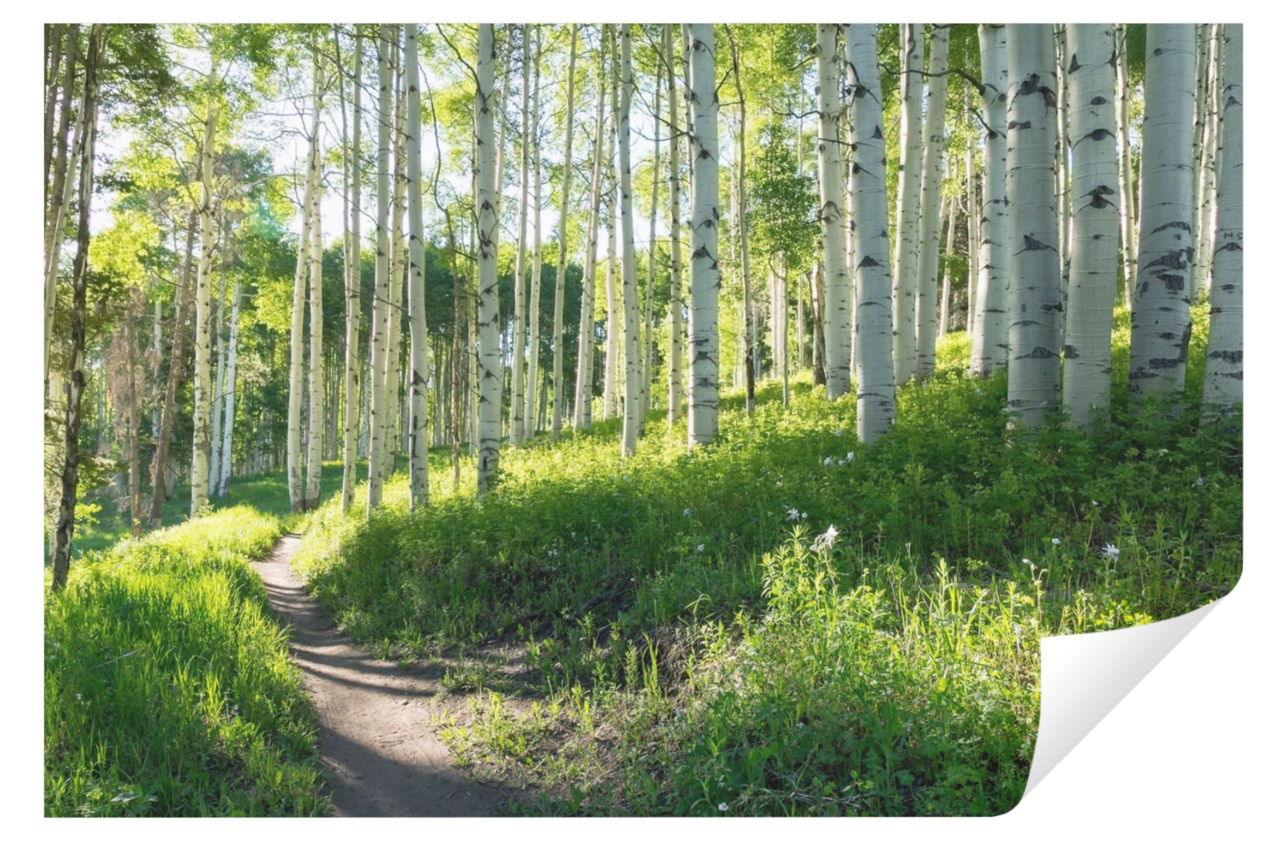 Wallarena Fototapete Wald Birkenwald Natur Wohnzimmer Schlafzimmer Vlies Tapete, Premium Halbmatt Glatt Vlies, Wald, Birkenwald, Birken, Landschaft, (Packung, Vlies Fototapete), Fototapete Wohnzimmer Schlafzimmer - Vliestapete inklusive Kleister