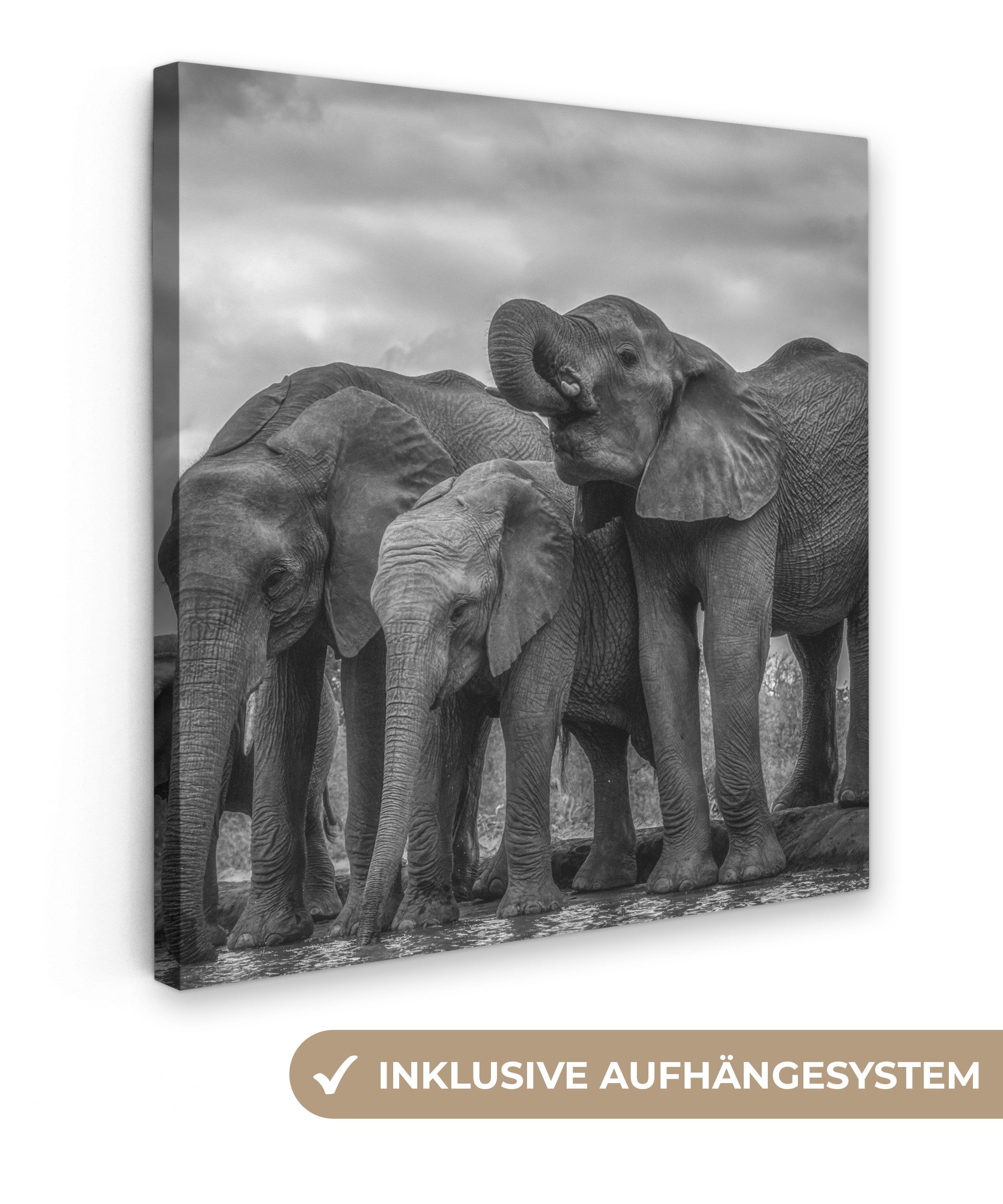 OneMillionCanvasses® Leinwandbild Elefant - Tiere - günstig online kaufen