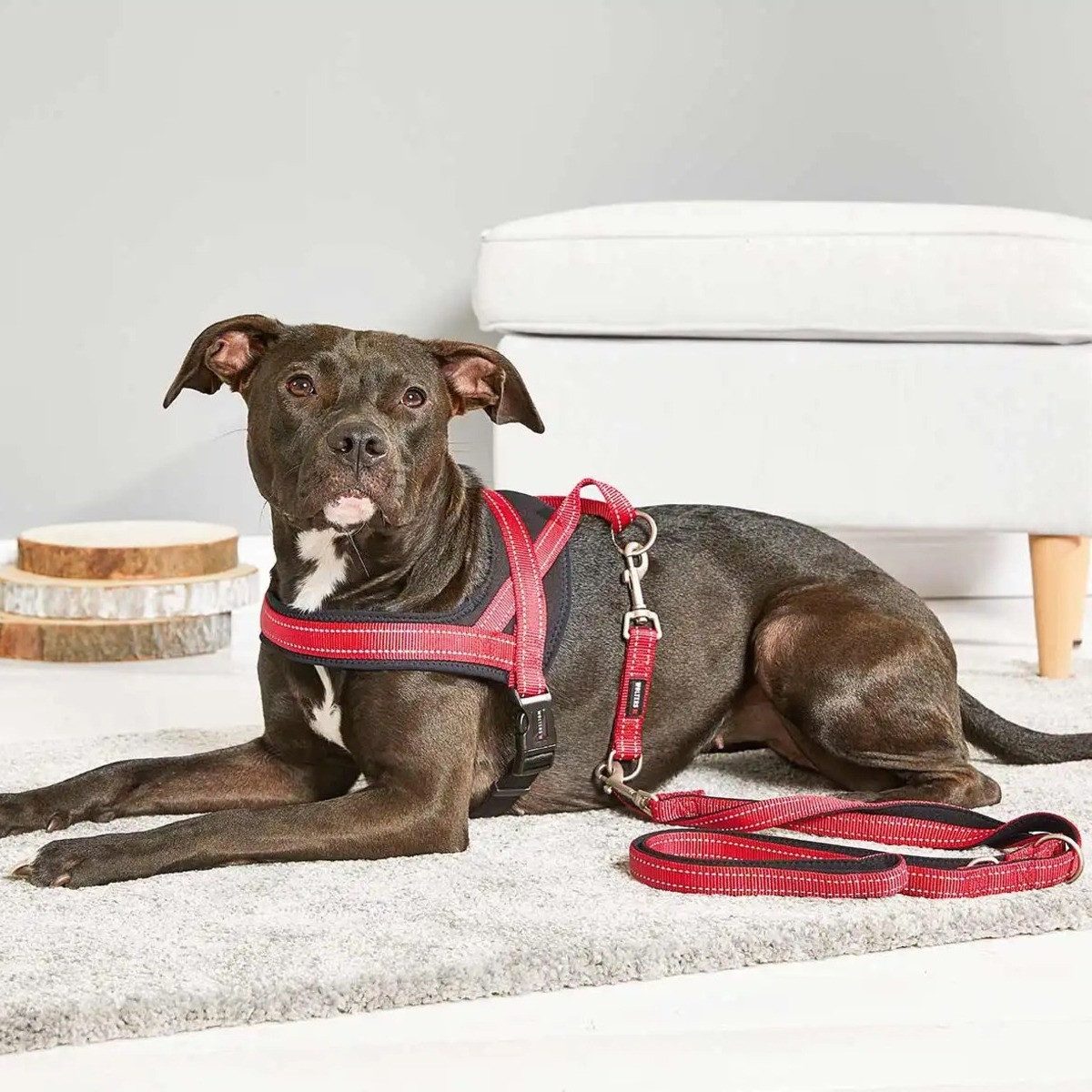 Wolters Hunde-Geschirr Geschirr Soft & Safe reflektierend cayenne/schwarz