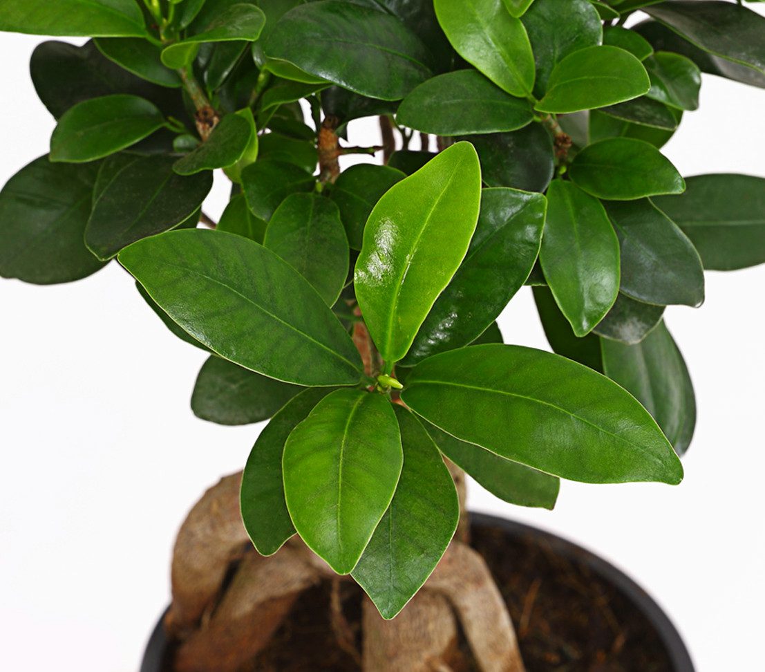 Dehner Zimmerpflanze Chinesische Feige Ginseng, Ficus microcarpa, Bonsai, Z günstig online kaufen