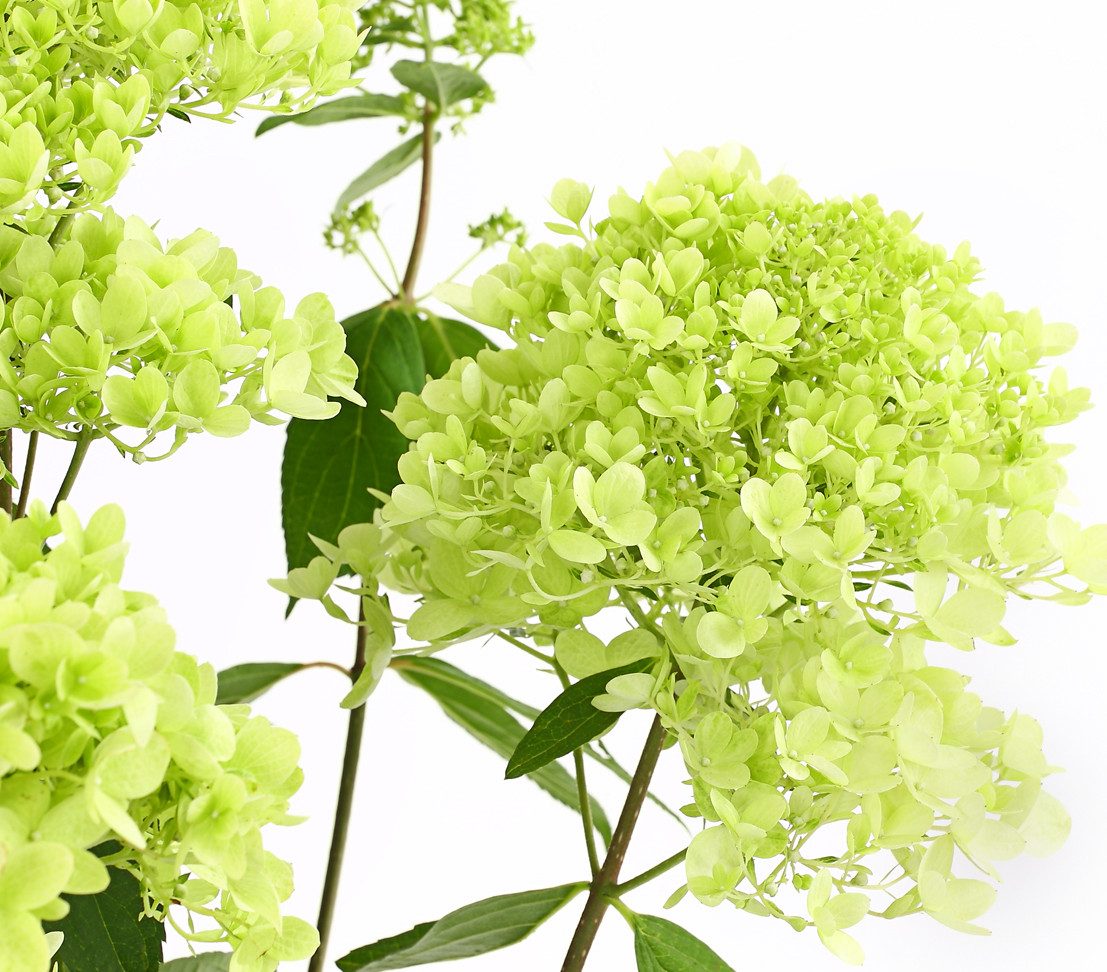 Dehner Zierstrauch Rispen-Hortensie Magical Summer, Hydrangea paniculata, ca. 40-60 cm, Zierstrauch mit grünlich-weißen Blütenrispen
