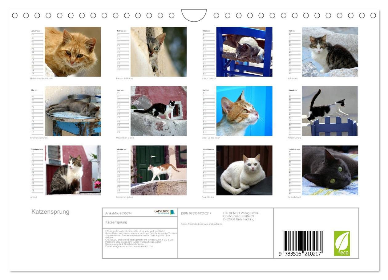 Thumbnail - CALVENDO Wandkalender Katzensprung (Wandkalender 2026 DIN A4 quer), CALVENDO Monatskalender