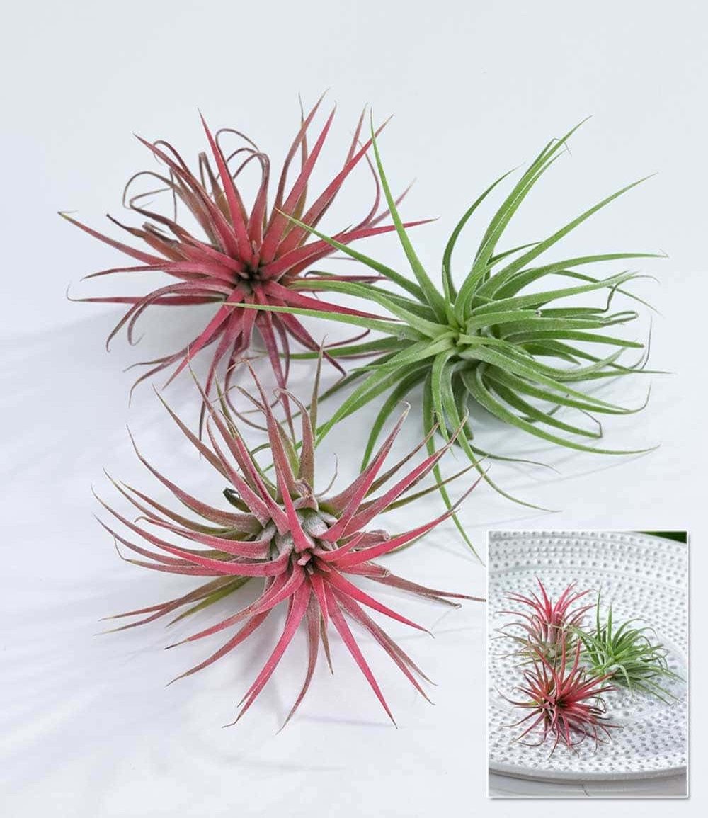 BALDUR Garten Zimmerpflanze Tillandsien Mix, 3 St., Tillandsia, pflegeleicht