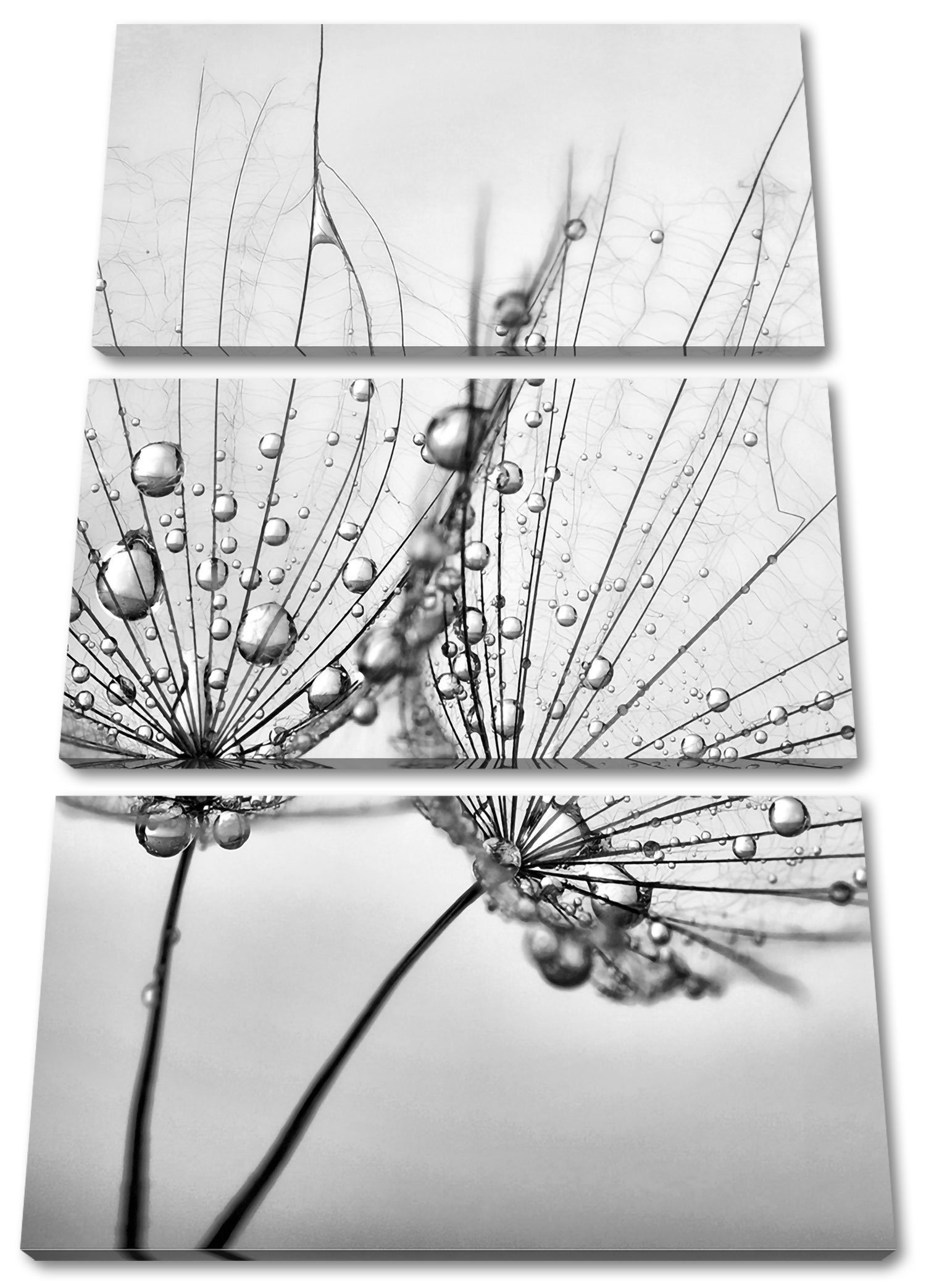 Pixxprint Leinwandbild Pusteblumen mit Tautropfen, Pusteblumen mit Tautropfen 3Teiler (120x80cm) (1 St), Leinwandbild fertig bespannt, inkl. Zackenaufhänger