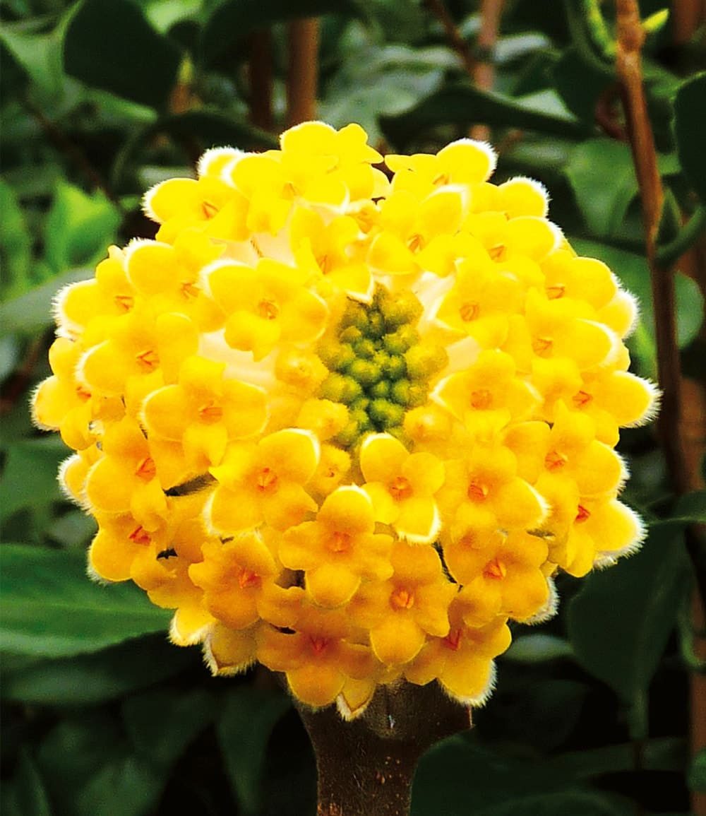 BALDUR Garten Zierstrauch Winterblüher Edgeworthia Grandiflora, 1 St., Papierpflanze,duftend,winterhart, mehrjährig, pflegeleicht – Bild 2 von 5