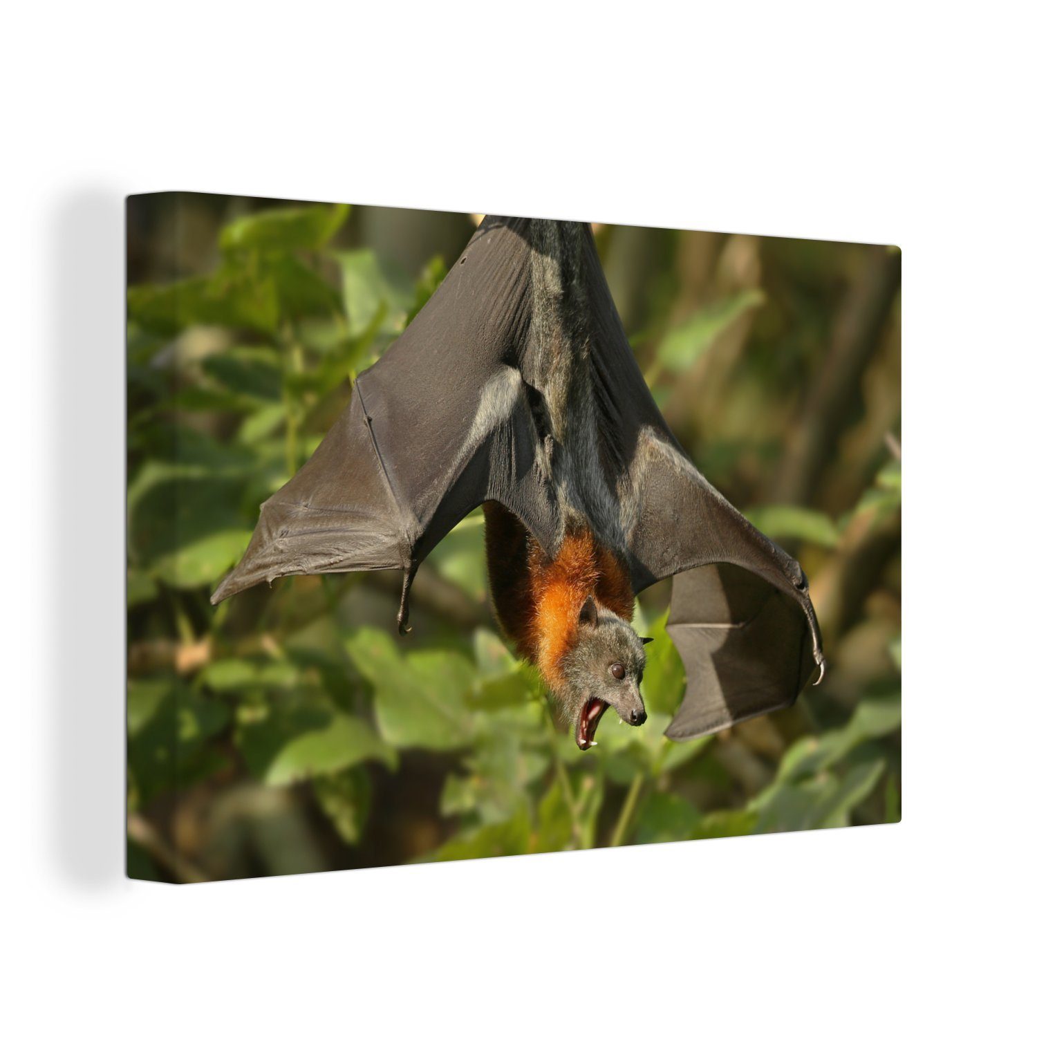 OneMillionCanvasses® Leinwandbild Fledermaus - Fliegender Fuchs - Baum, (1 St), Wandbild Leinwandbilder, Aufhängefertig, Wanddeko, 30x20 cm