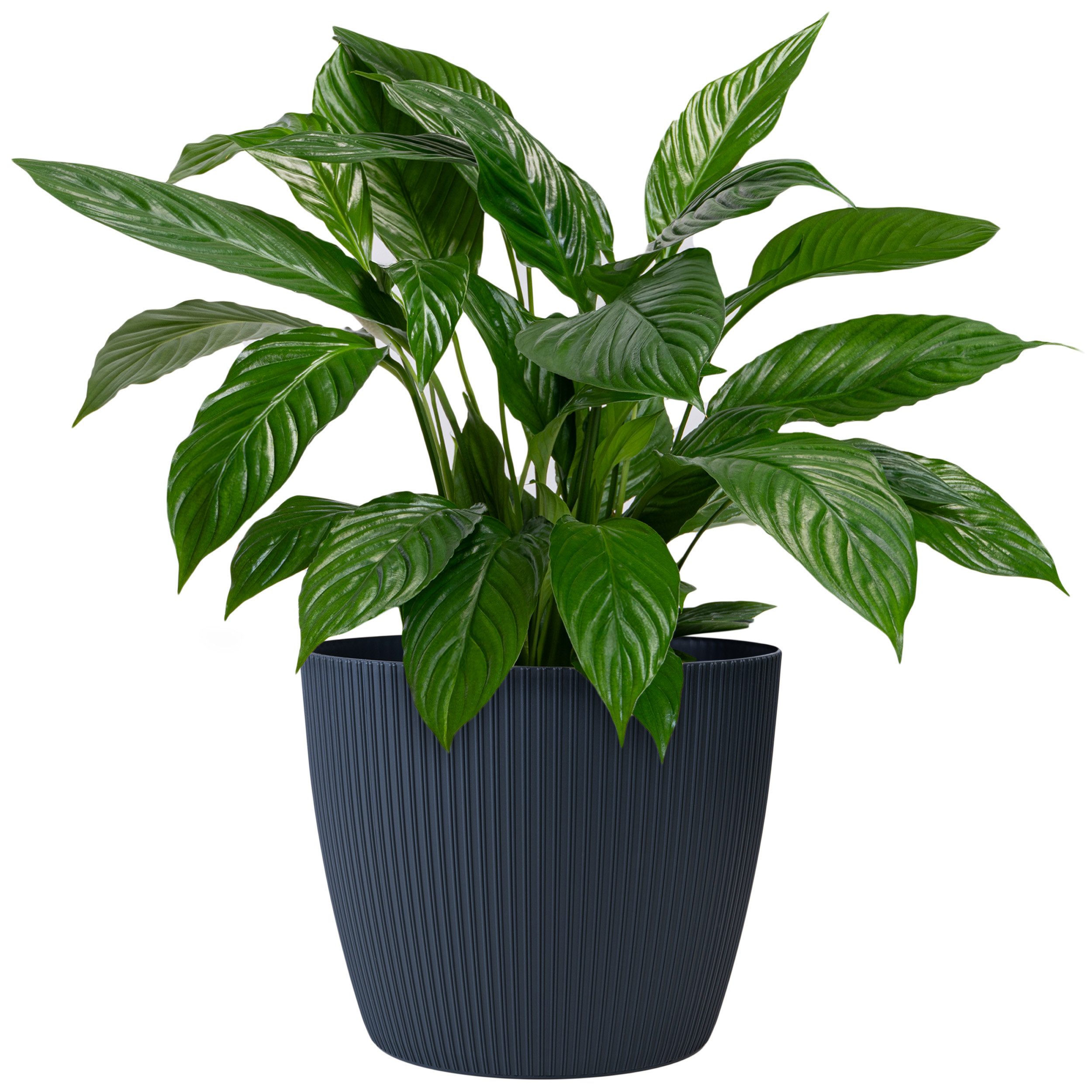 KONZEPT Blumentopf groß, gerillte Struktur 26/30cm, günstig online kaufen