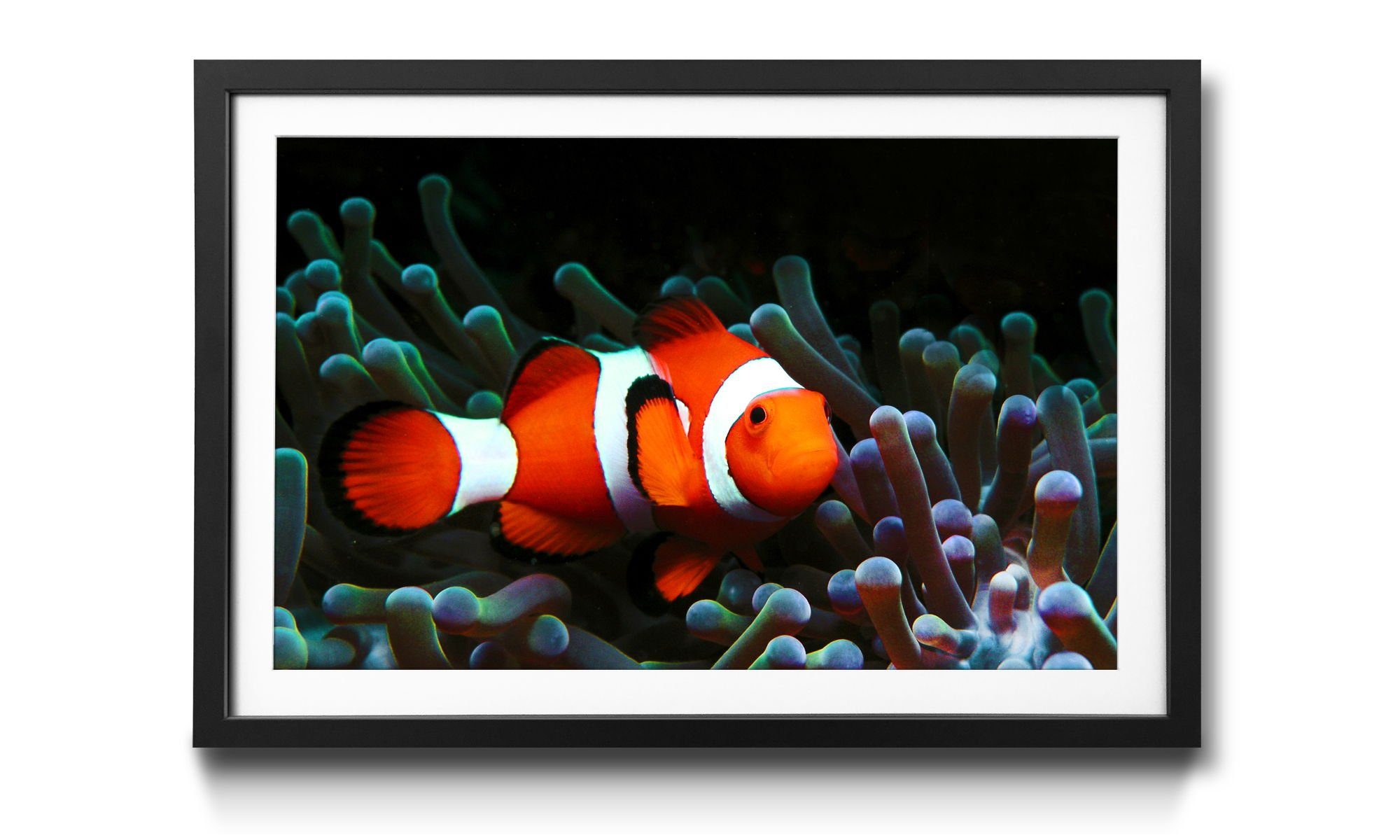 WandbilderXXL Bild mit Rahmen Nemo, Fische, Wandbild, in 4 Größen erhältlich