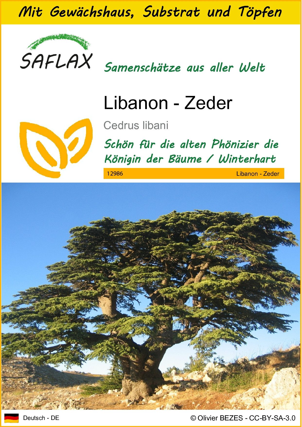 SAFLAX Blumensamen SAFLAX - Anzuchtset - Libanon - Zeder