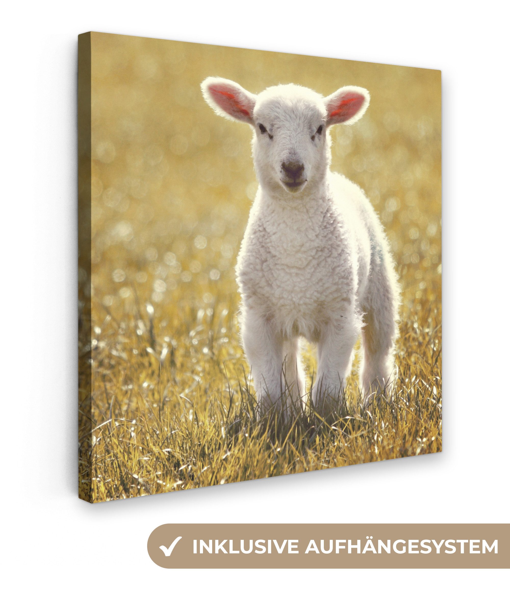 OneMillionCanvasses® Leinwandbild Schafe - Gras - Sonne, Fotodruck (1 St), günstig online kaufen