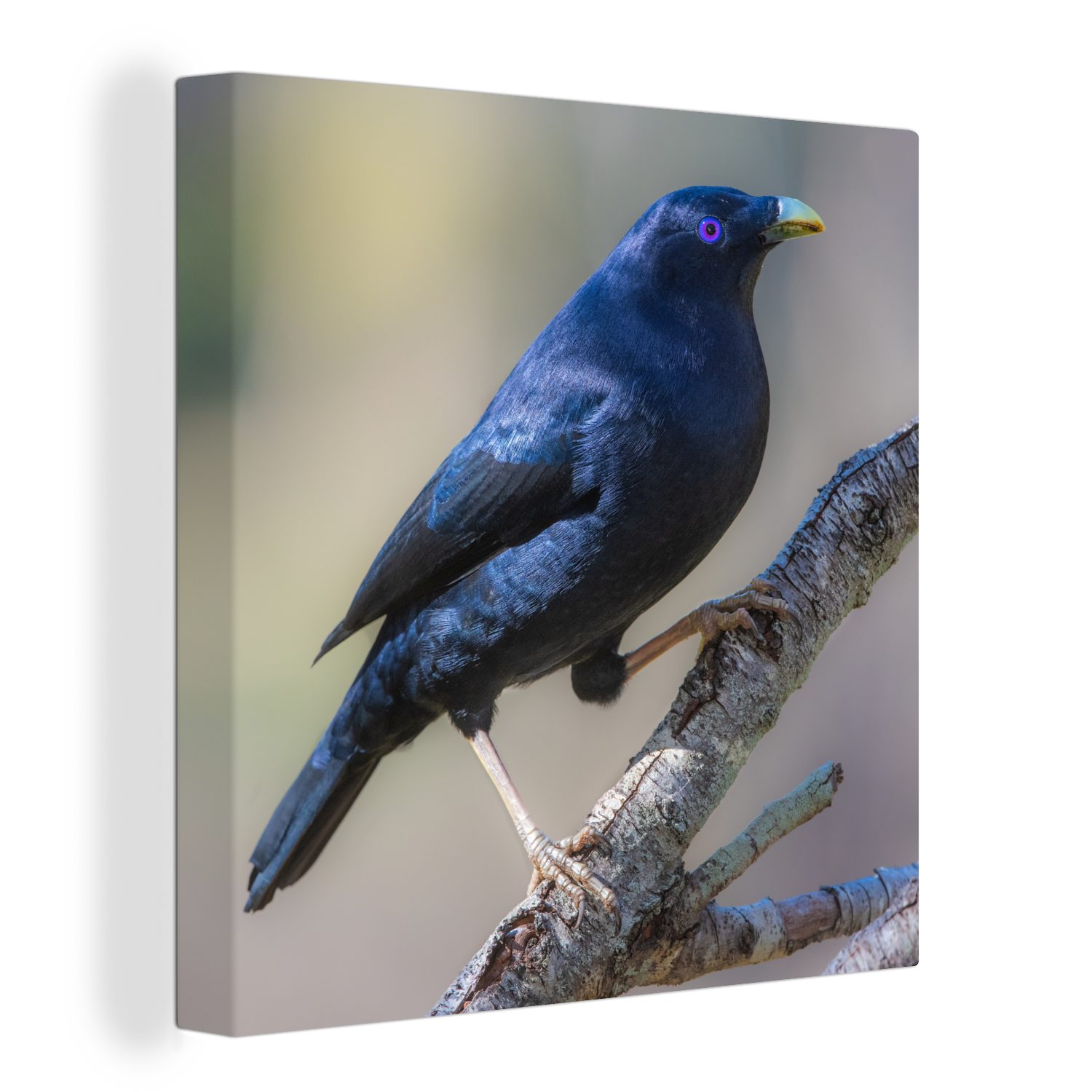 OneMillionCanvasses® Leinwandbild Blauer Laubenvogel auf einem Zweig, (1 St), Leinwand Bilder für Wohnzimmer Schlafzimmer