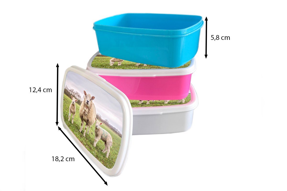 (2-tlg), - für Snackbox, Kinder, Kunststoff, Brotdose Brotbox Lunchbox Erwachsene, MuchoWow Porträt, - Schafe Kunststoff rosa Nutztiere Mädchen,