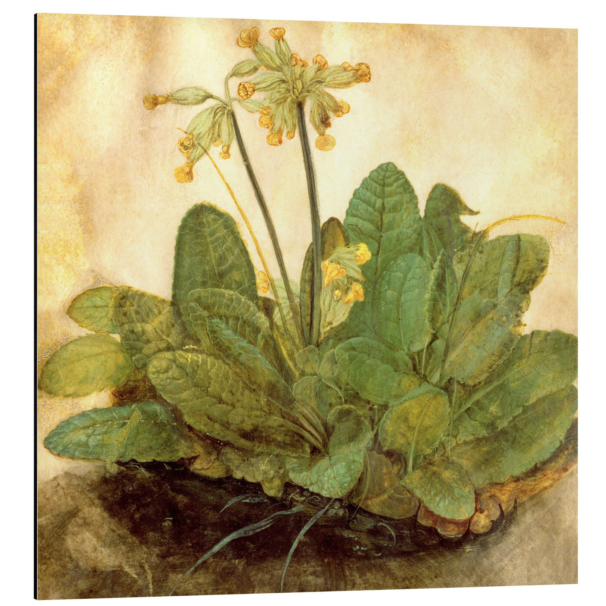Alu-Dibond-Druck Albrecht Dürer