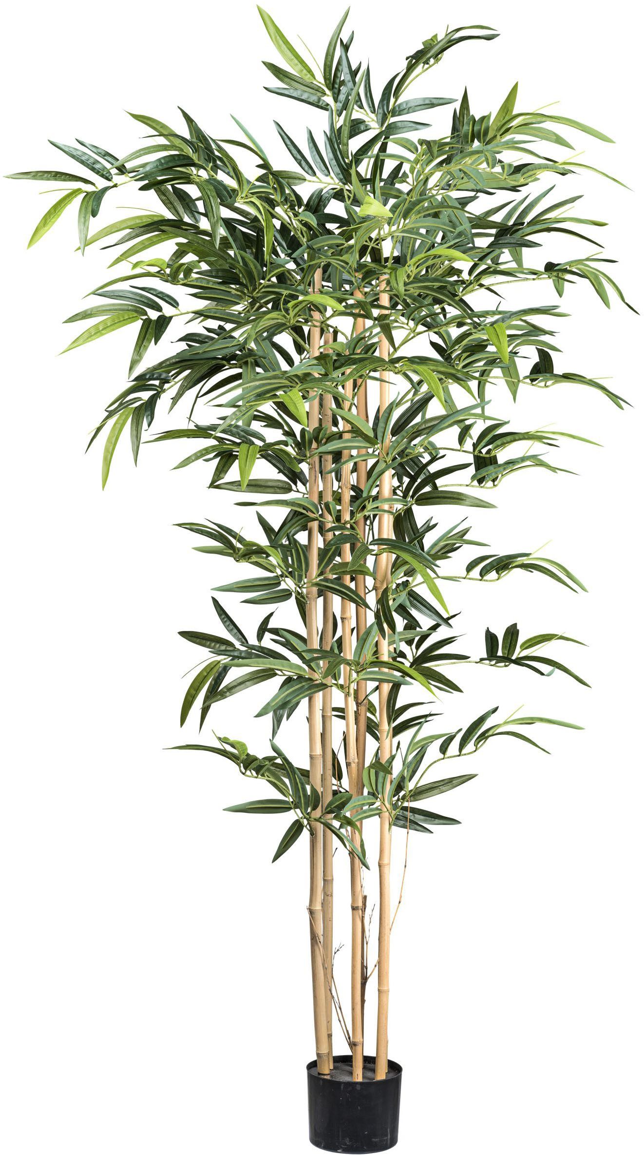 Kunstbaum Bambus Bambus, Creativ green, Höhe 150 cm, mit echten Bambusstäben