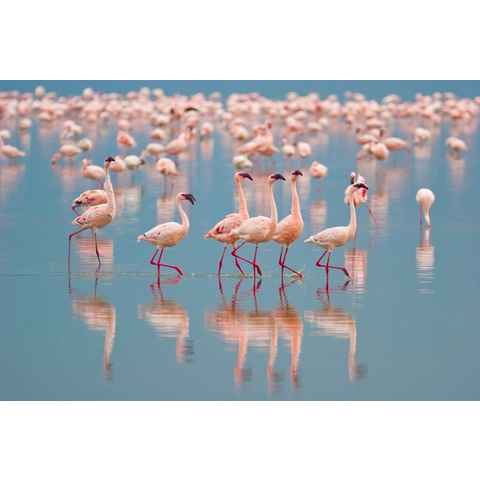 Papermoon Fototapete Flamingos, glatt