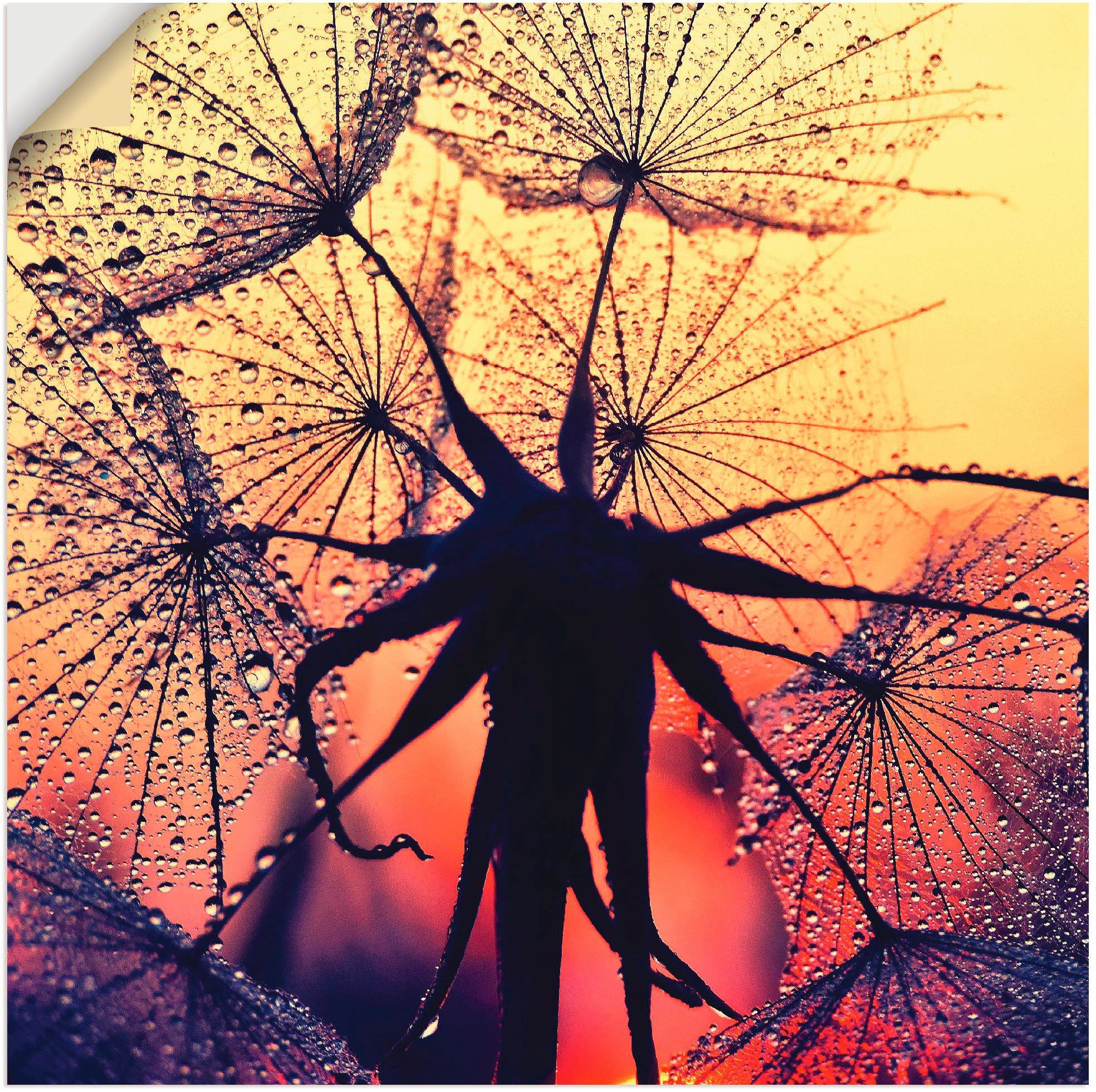 Artland Wandbild Pusteblume versch. in Wandaufkleber im oder St), als (1 Sonnenuntergang, Blumen Größen Poster Alubild, Leinwandbild