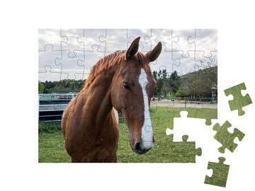puzzleYOU Puzzle Braunes Pferd mit weißer Blässe, 48 Puzzleteile, puzzleYOU-Kollektionen Pferde, Hannoveraner Pferde