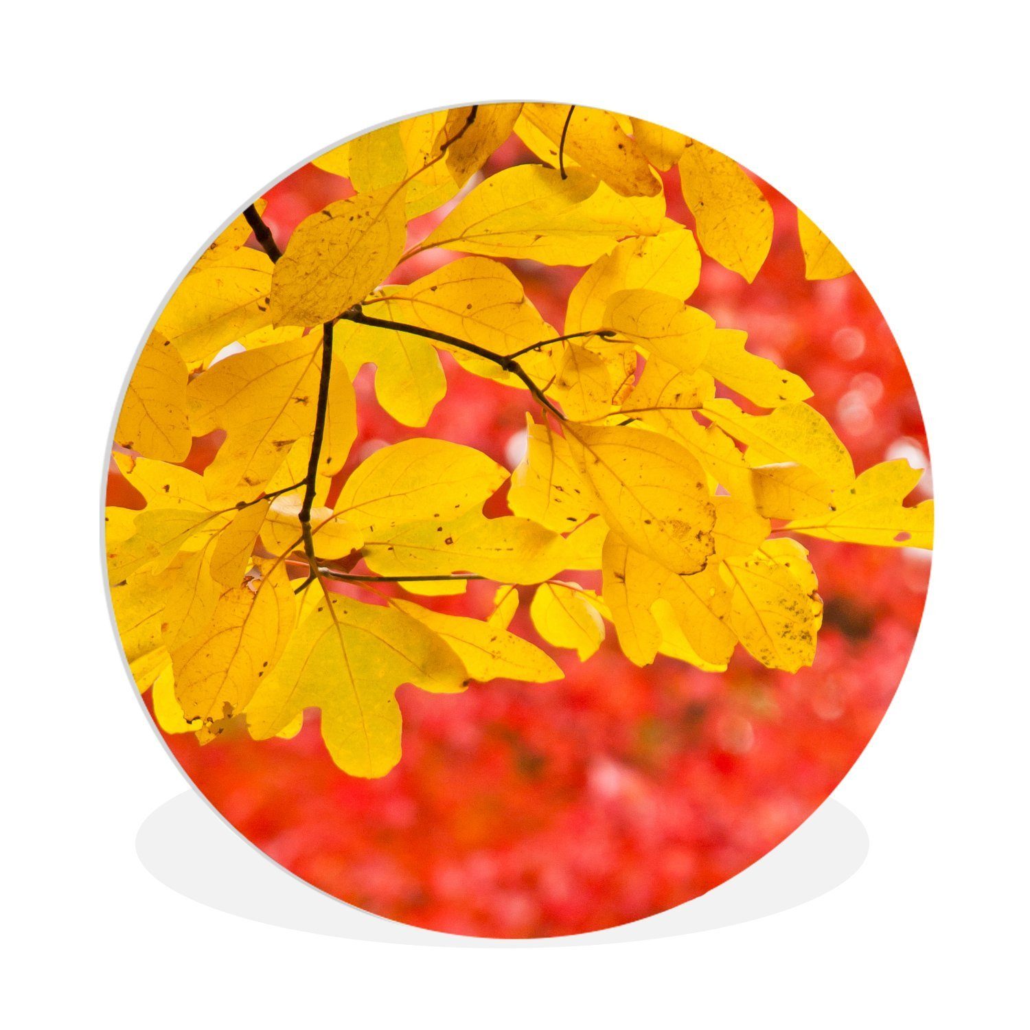 MuchoWow Gemälde Leuchtend gelbe Blätter des Sassafrasbaums im Herbst, (1 St), Kreis Wanddekoration Forex, Rundes Wandbild, Wohnzimmer, 30x30 cm