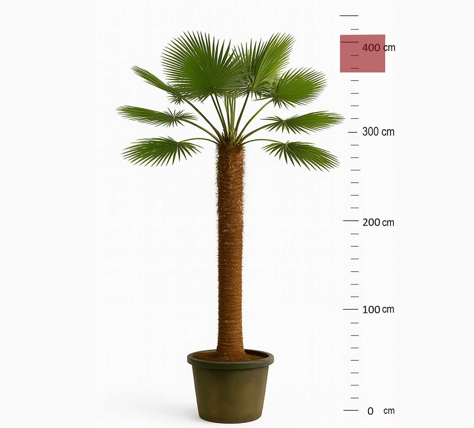 Palms-Store Baum Palme Trachycarpus Fortunei, Chinesische Hanfpalme, Winterhärte bis –19 °C, Faserbedeckter Stamm