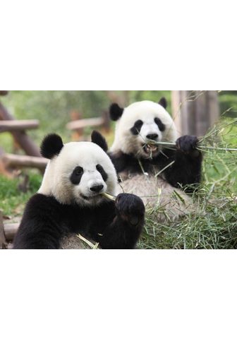 Papermoon Fototapetas »Riesige Pandas« samtig sa...