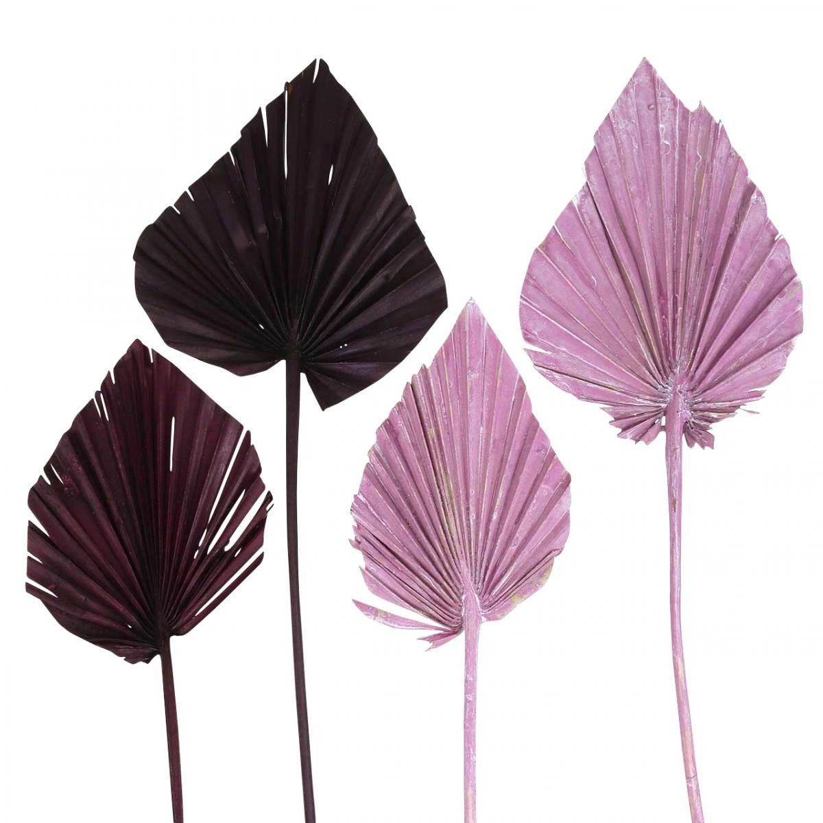 Trockenblume Palmspear Mix Deko-Speer Blätter Rosa Berry & Weiß gewaschen, 65 Stück, Florists Products, Höhe 17 cm