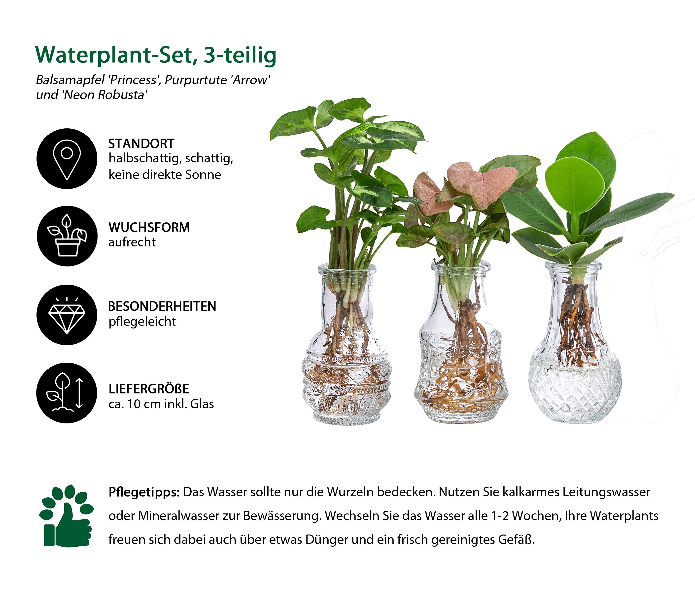 Dehner Zimmerpflanze Waterplant-Set, je 1x Balsamapfel, Purpurtute Arrow, P günstig online kaufen