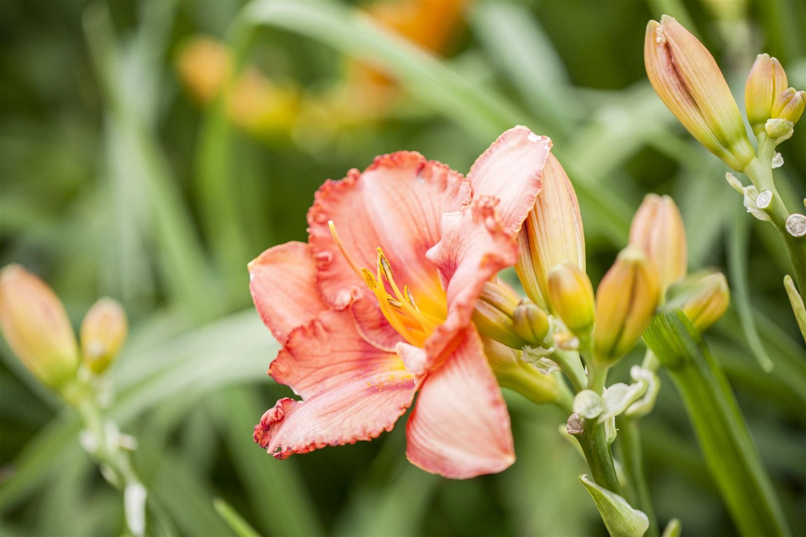 Pflanzen für Dich Staude Hemerocallis 'Maikönigin', 1 St., Taglilie, Maikönigin-Taglilie