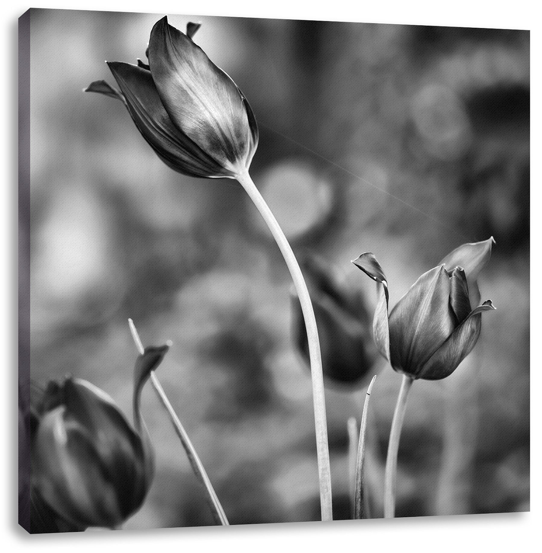 Pixxprint Leinwandbild bespannt, fertig Tulpen inkl. St), Abendlicht (1 Tulpen Abendlicht, im Leinwandbild Zackenaufhänger im