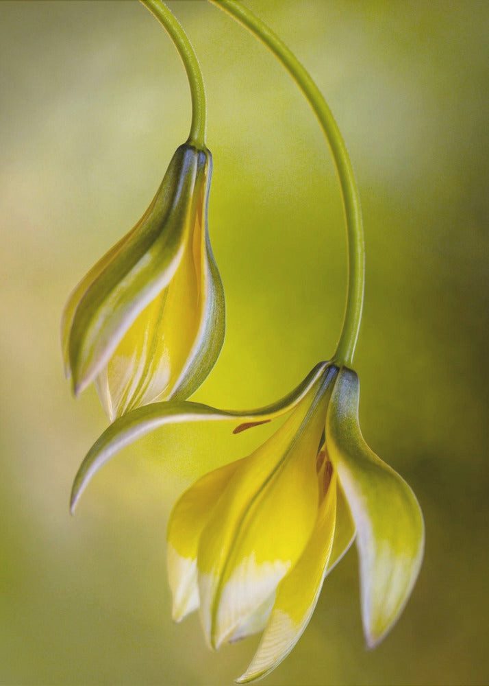 Papermoon Leinwandbild "Tulipa" von Mandy Disher, 250 g/m² Galeriedruck, Auf Holzkeilrahmen, brillante UV-beständige Farben, Made in Germany
