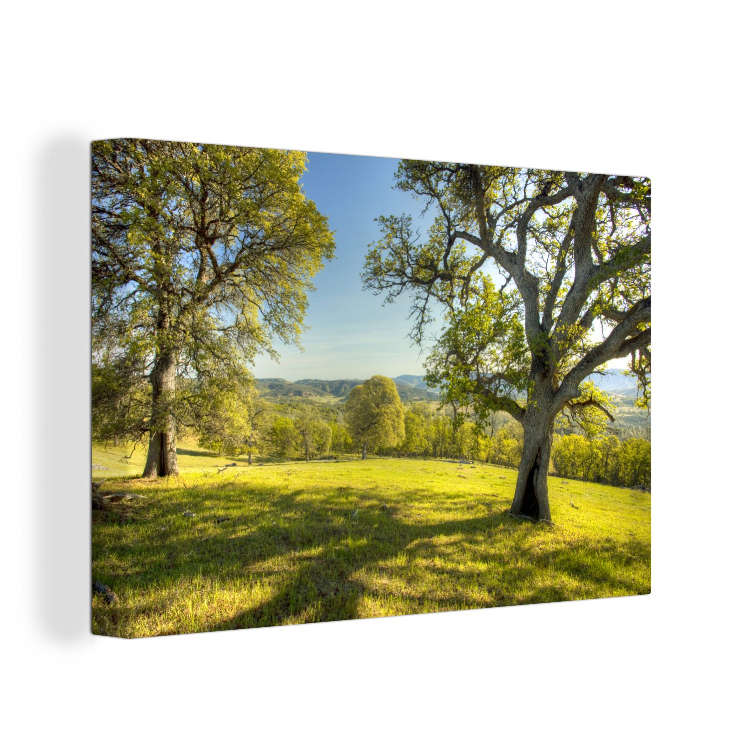 OneMillionCanvasses® Leinwandbild Baum - Gras - Amerika, (1 St), Wandbild Leinwandbilder, Aufhängefertig, Wanddeko, 30x20 cm