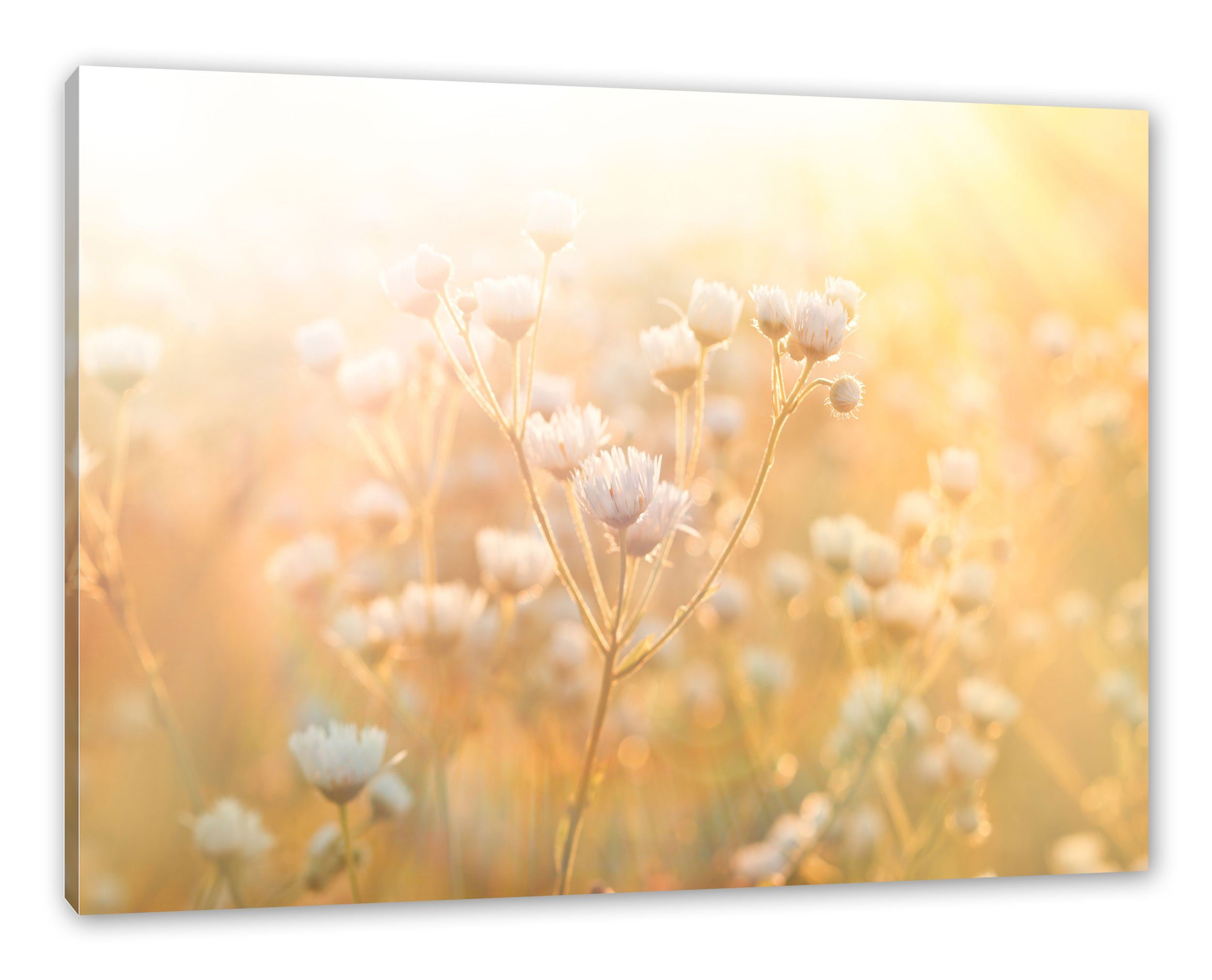 Romantische Leinwandbild Blumenwiese Romantische fertig Leinwandbild St), (1 Pixxprint inkl. Blumenwiese, Zackenaufhänger bespannt,