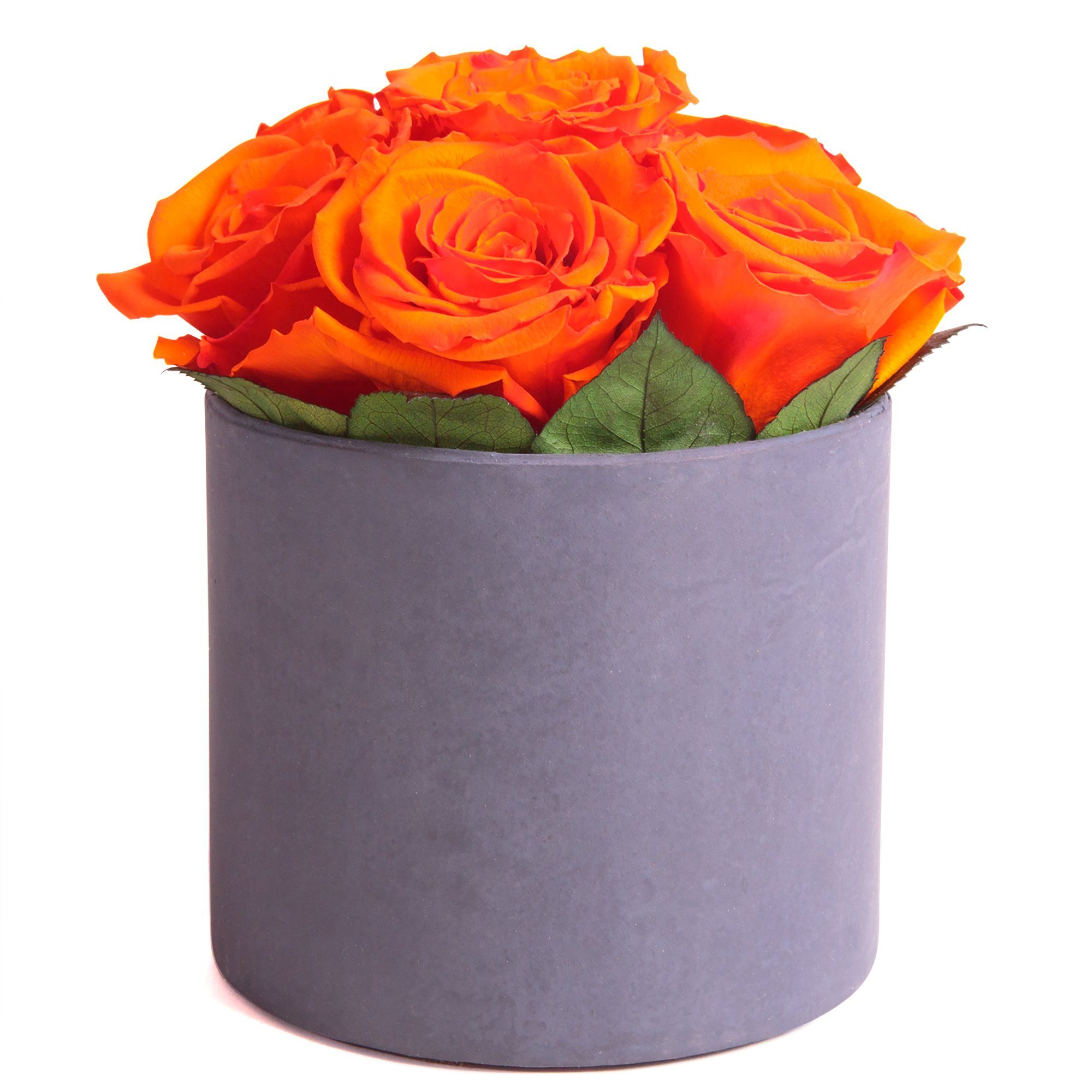 Höhe Rosen Rose, Gestecke Infinity in 15 SCHULZ Papiertopf Rosen Orange Heidelberg, in ROSEMARIE cm, ewige Zement finished Vase im Blumenvase Gesteck