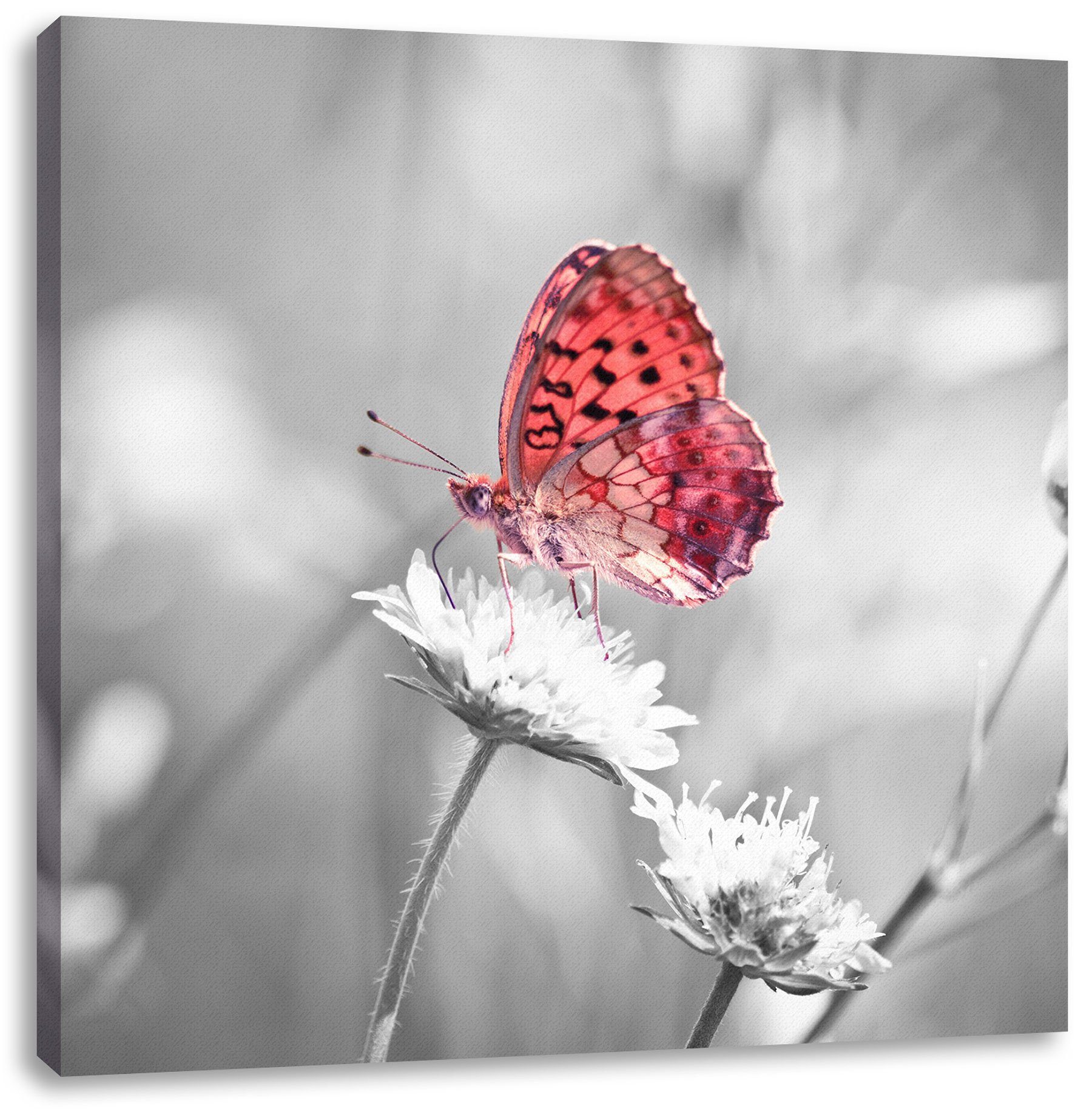 Pixxprint Leinwandbild Schmetterling auf Blüte, Schmetterling auf Blüte (1 St), Leinwandbild fertig bespannt, inkl. Zackenaufhänger