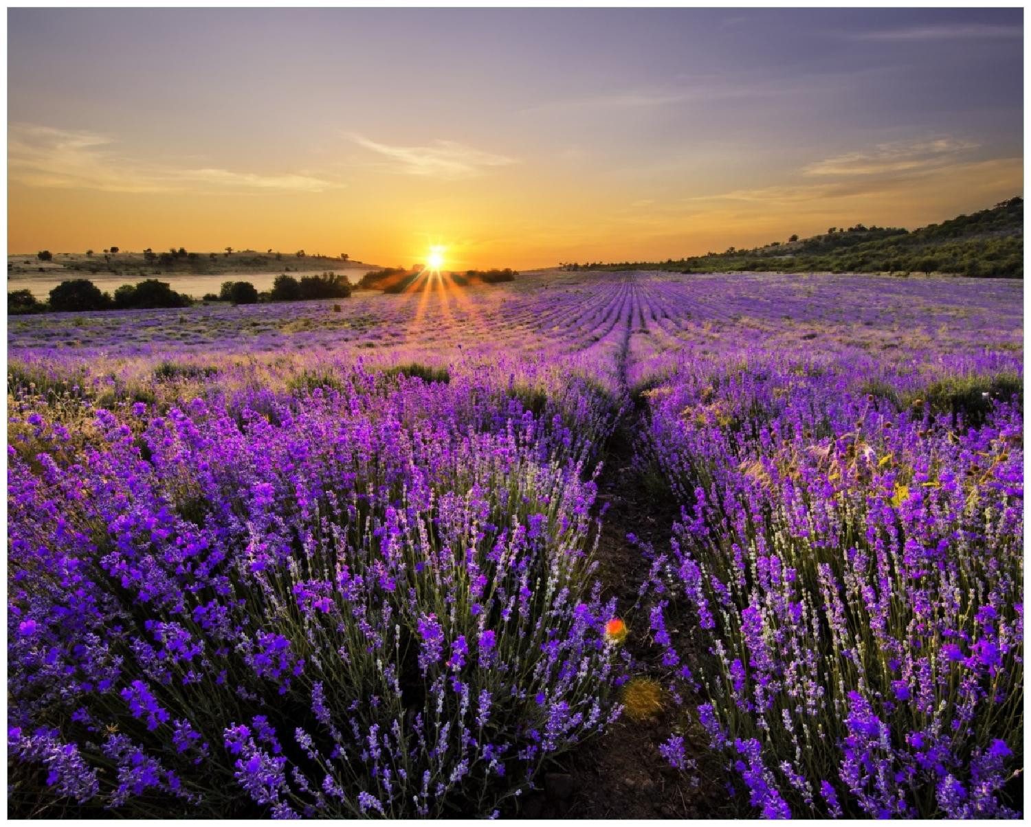 Wallario Poster, Sonnenuntergang über dem Lavendel, in verschiedenen Ausführungen