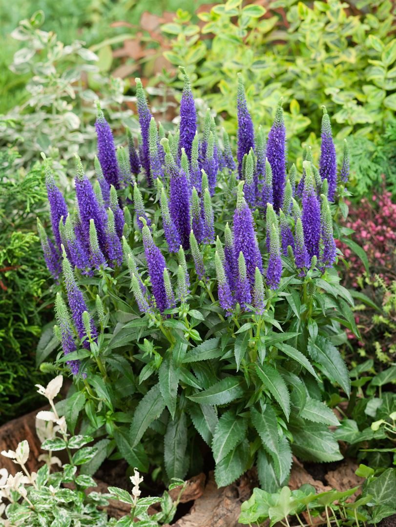 Pflanzen für Dich Staude Veronica spic. Ulster Dwarf Blue, 1 St., Ähriger Ehrenpreis, Ehrenpreis